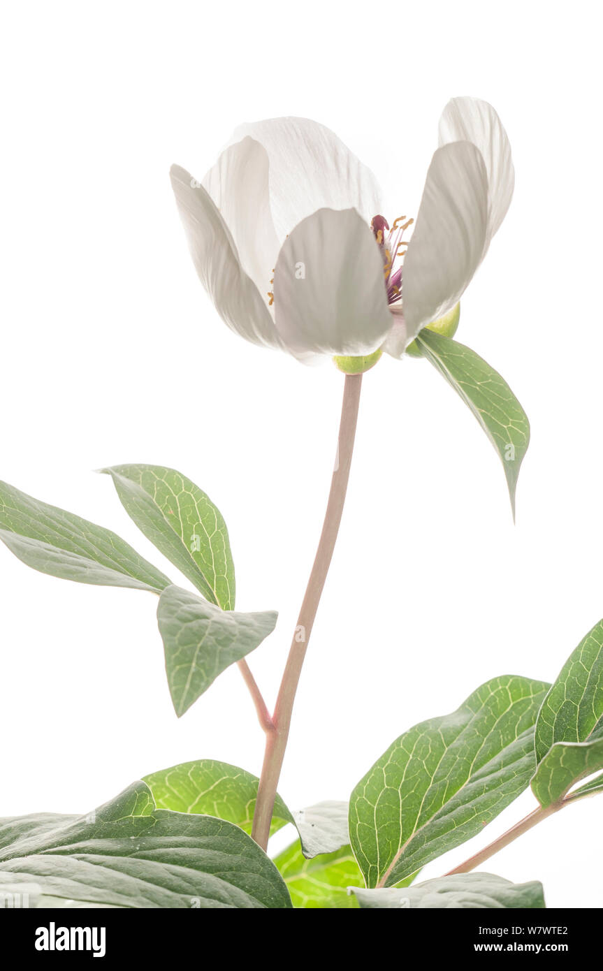 Male peony (Paeonia mascula) the white variety found in NE Sicily. Bosci di Ficuzza, Sicily, Italy, May. Stock Photo