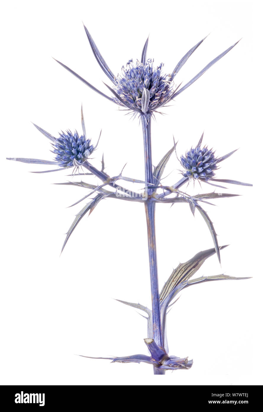 Amethyst Eryngo (Eryngium amethystinum) in flower, Mount Terminillo, near Terni, Italy, September. Stock Photo