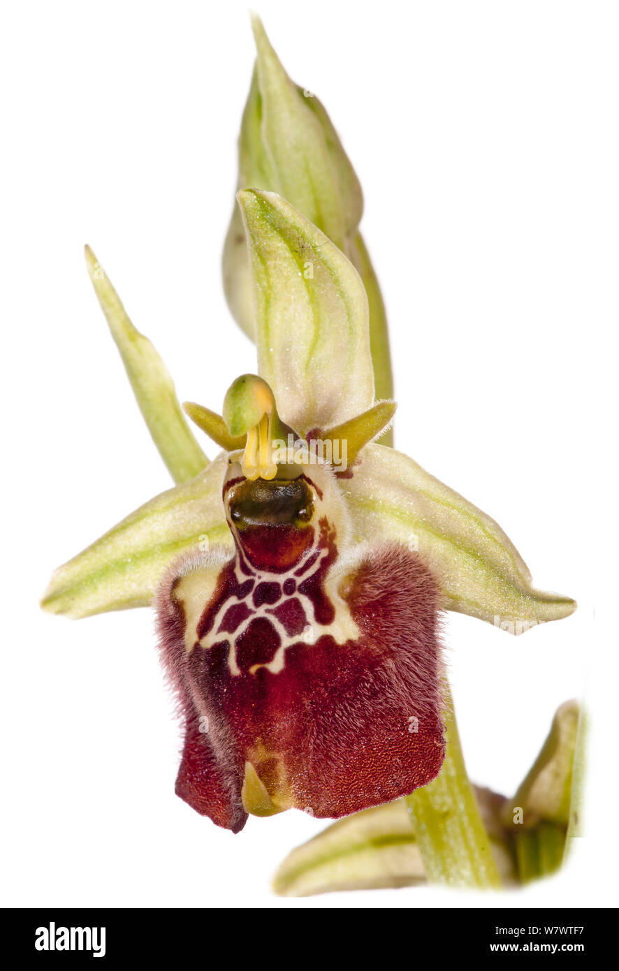 Ceglie Orchid (Ophrys celiensis) in flower, a rare endemic species restricted to Puglia near Ceglie Messapico. Near Martina Franca, Puglia, Italy Stock Photo