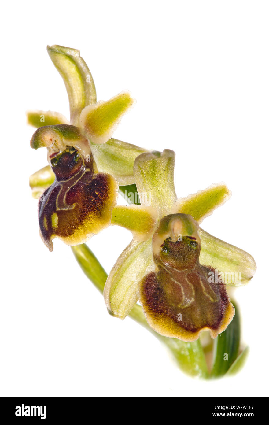 Small spider orchid (Ophrys araneola) in flower, Mount Argentario. Italy, April. Stock Photo