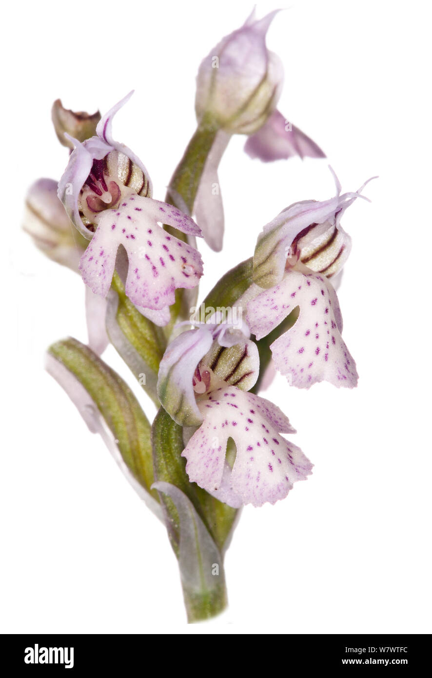 Toothed Orchid (Neotinea tridentata) in flower, Bosco di Ficuzza, Sicily, Italy, May. Stock Photo