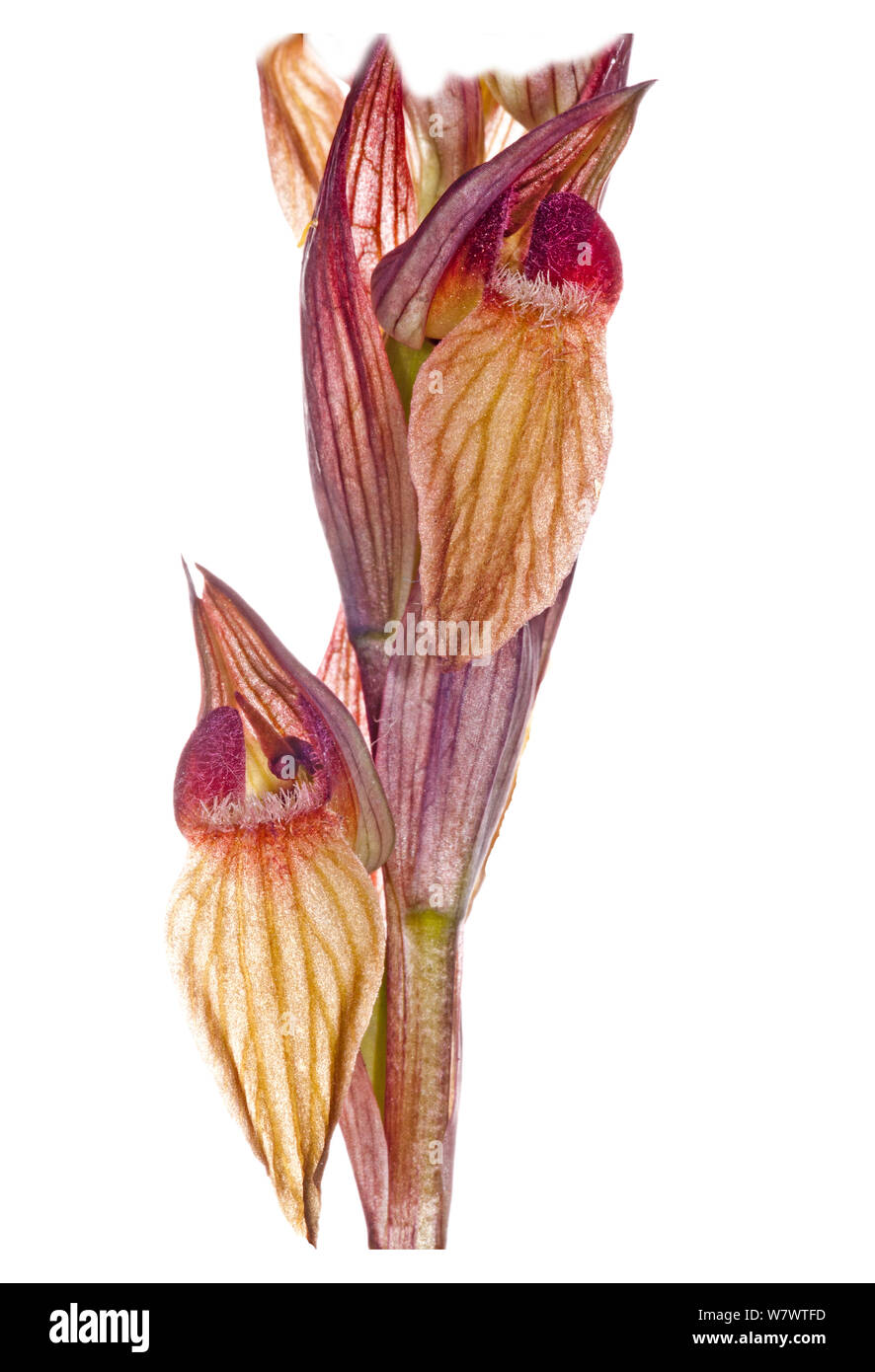 Eastern Serapias (Serapias orientalis) in flower, near Ferla, Sicily, Italy, May. Stock Photo