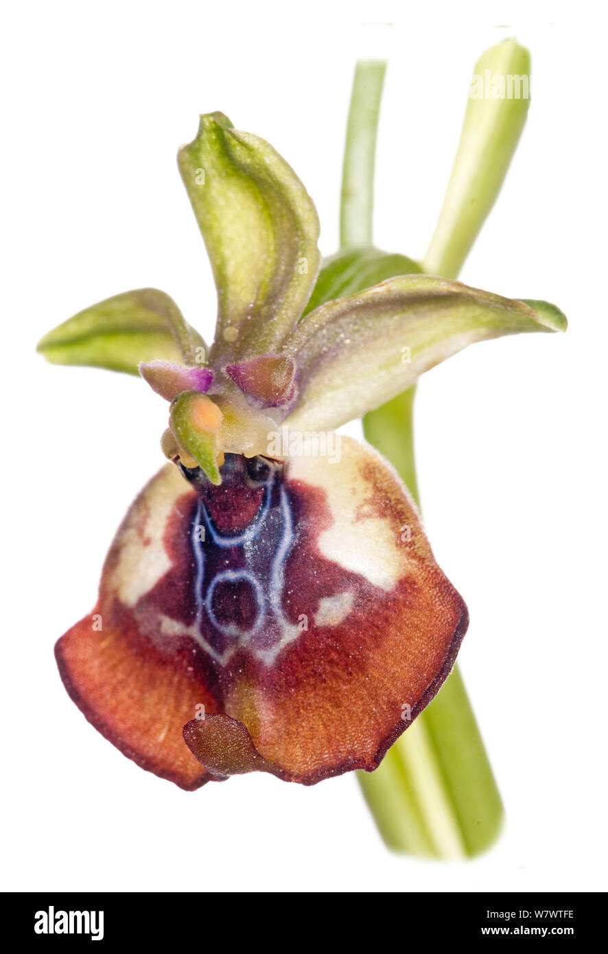 Beaked Ophrys (Ophrys oxyrrynchos) in flower, near Ferla, Sicily, May. Endemic to Italy. Stock Photo