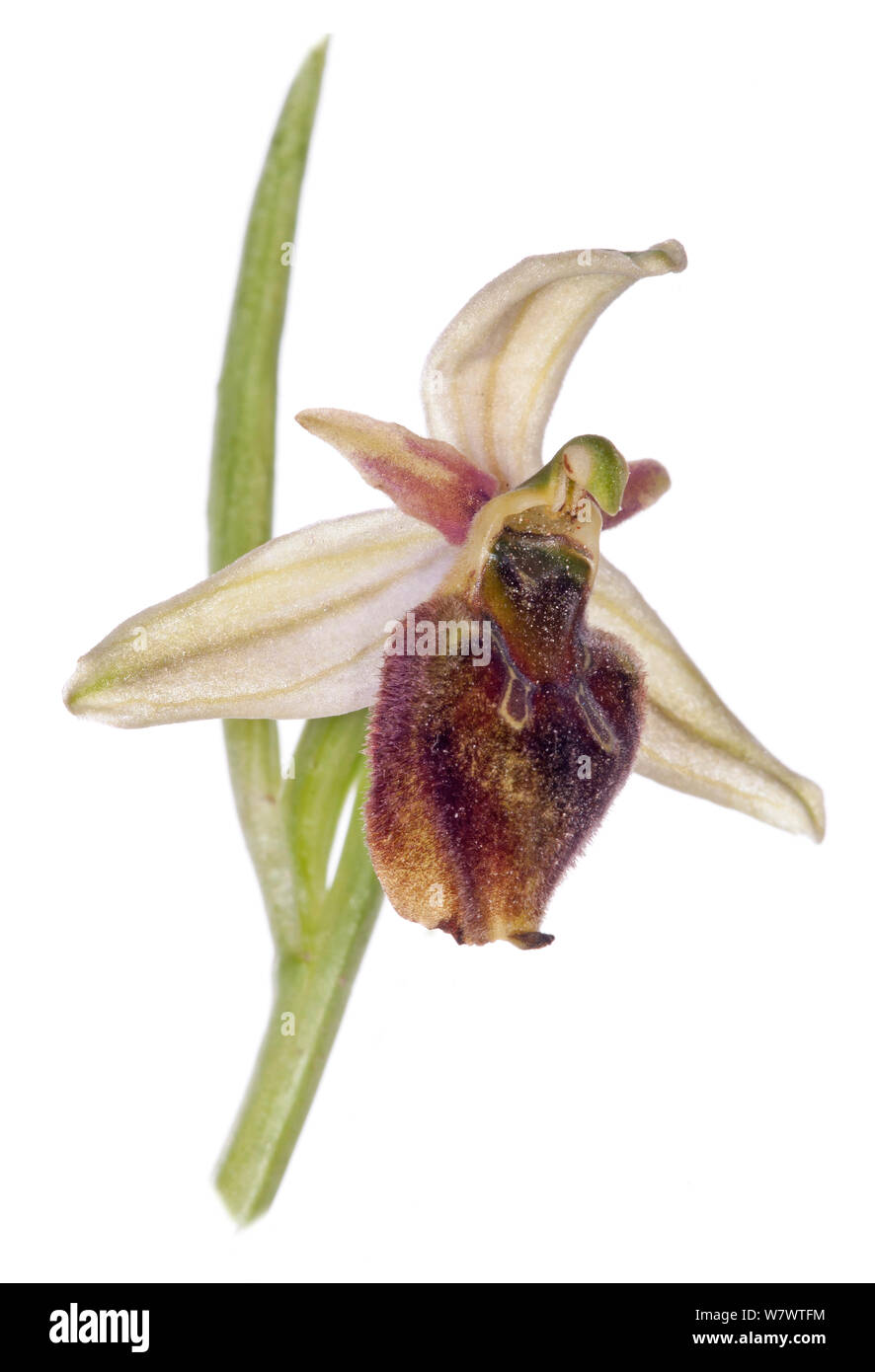 Hornet Ophrys (Ophrys crabronifera) in flower, Mount Argentario, Italy, April. Endemic to the west coast of Italy. Stock Photo