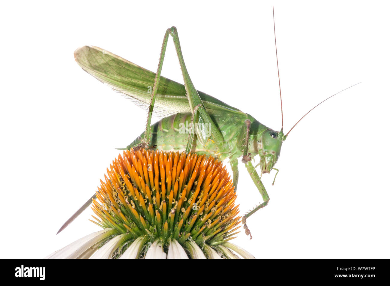 Bush Cricket (Tettigonia cantans) on flower, Podere Montecucco, Orvieto, Umbria, Italy, September. Stock Photo