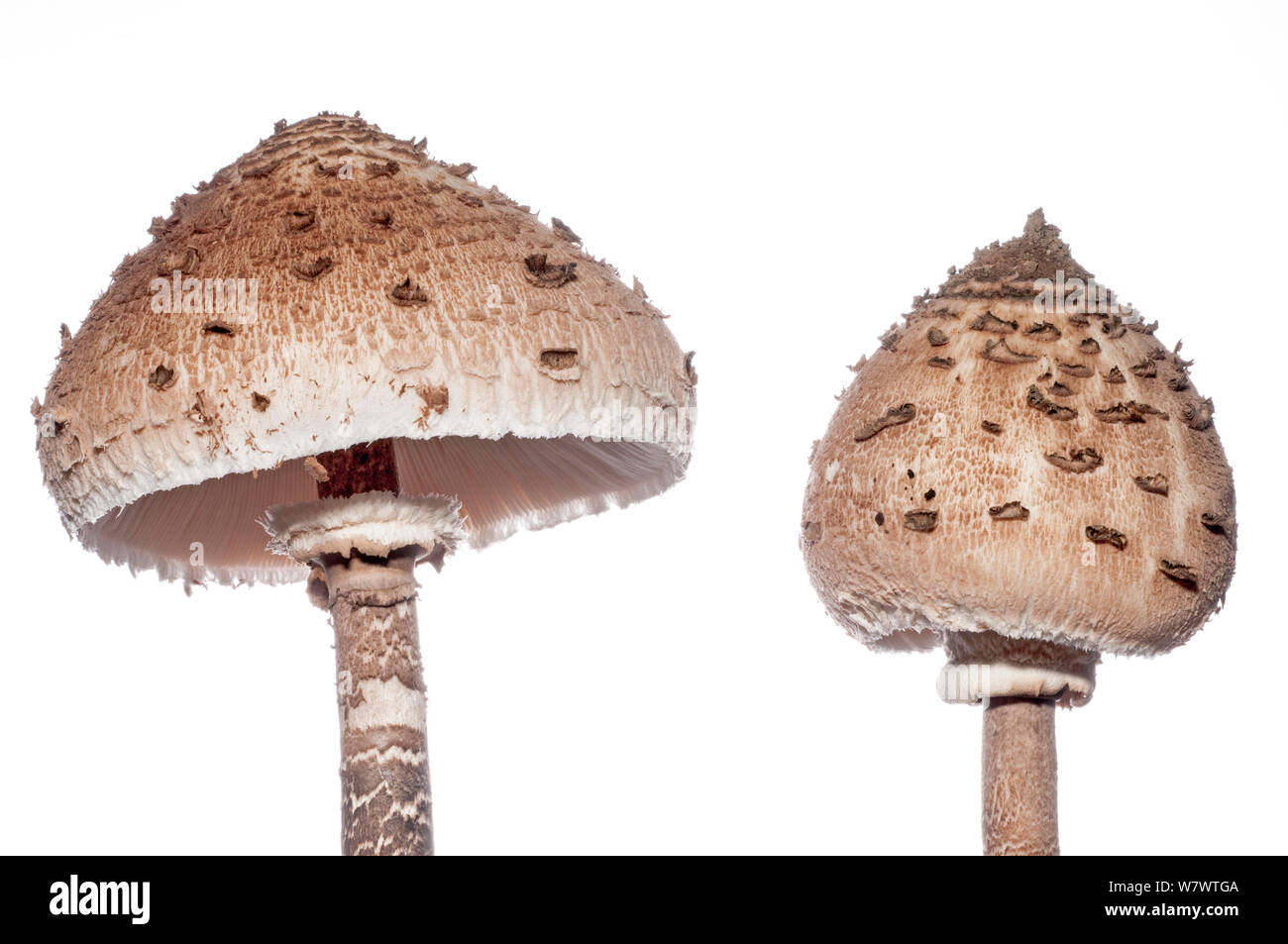 Parasol mushrooms (Macrolepiota procera) one with cap closed the other closed, Podere Montecucco, near Orvieto, Umbria, Italy, October. Stock Photo