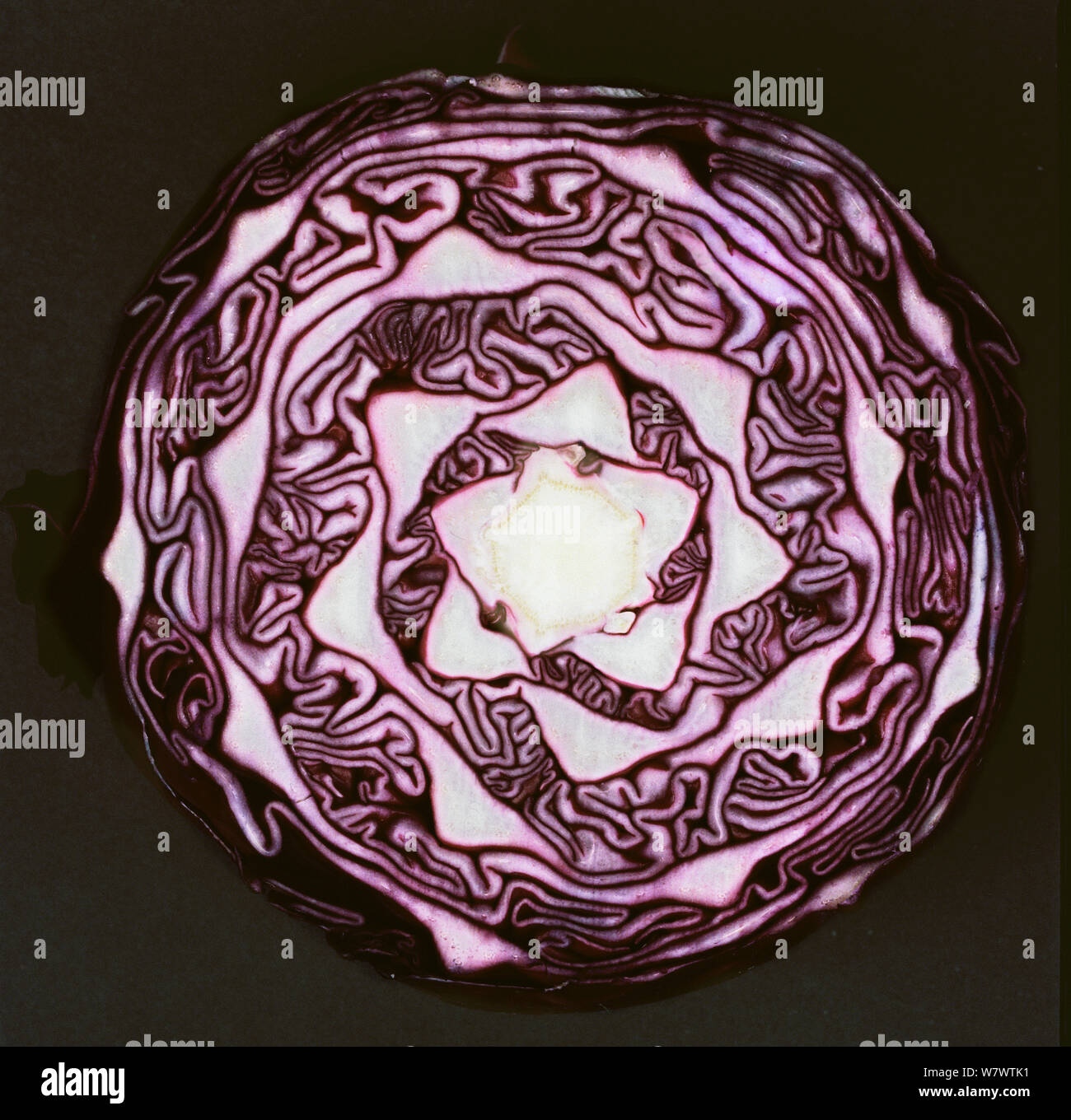 Red cabbage (Brassica oleracea var. capitata f. rubra) cross section showing leaf spiral. Stock Photo