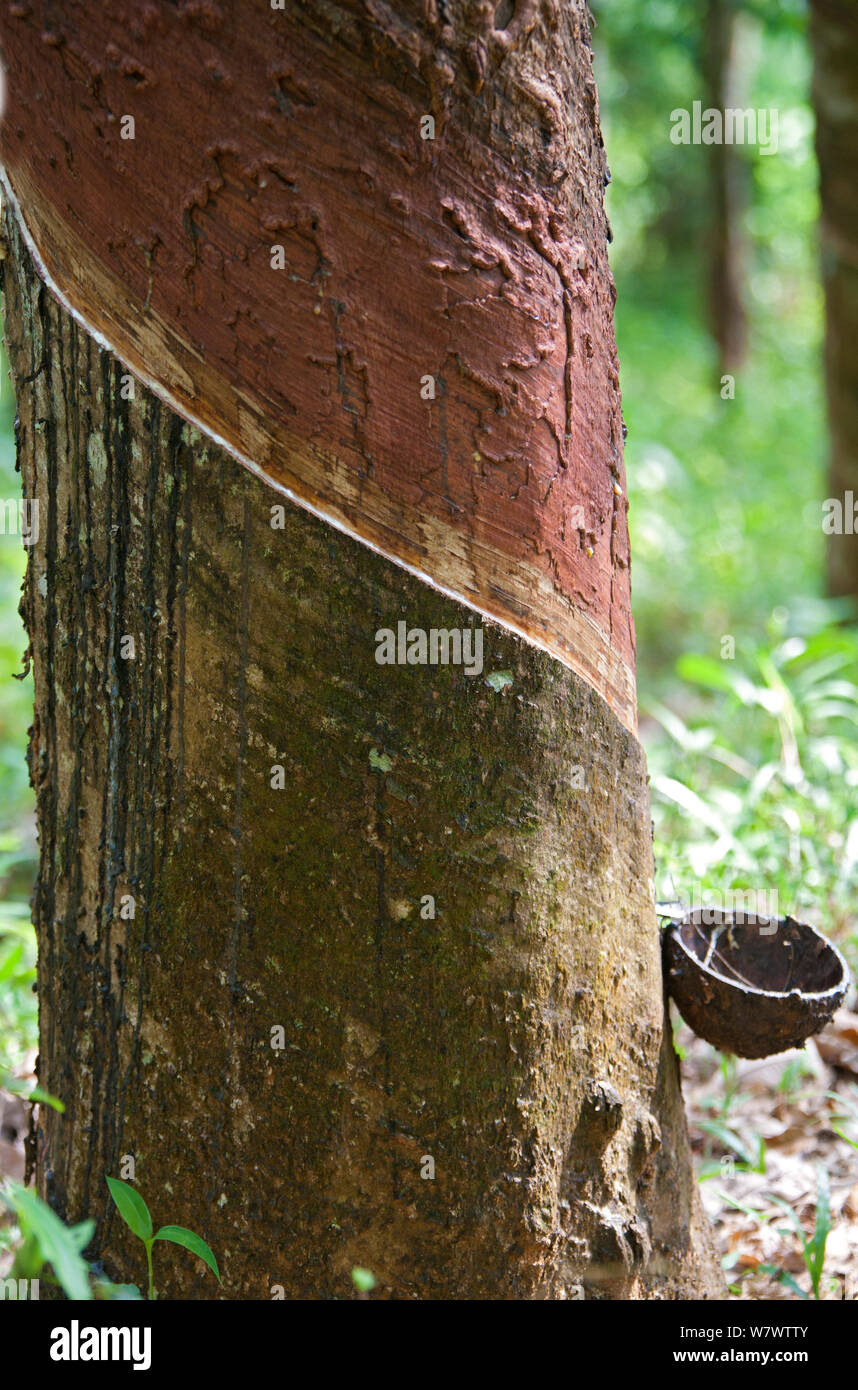 Rubber being harvest from Para rubber tre (Hevea brasiliensis) being