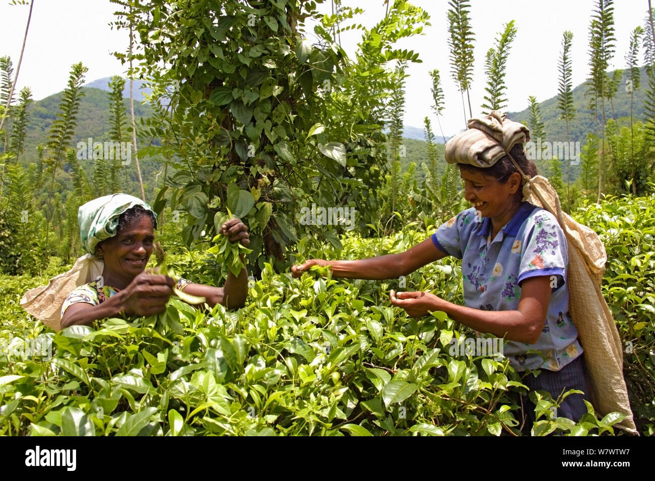 Tamil tea workers, picking tea (Camelia sinensis) at  Paradise Farm organic farm, Nuwara Elia, Sri Lanka, March 2005. Stock Photo