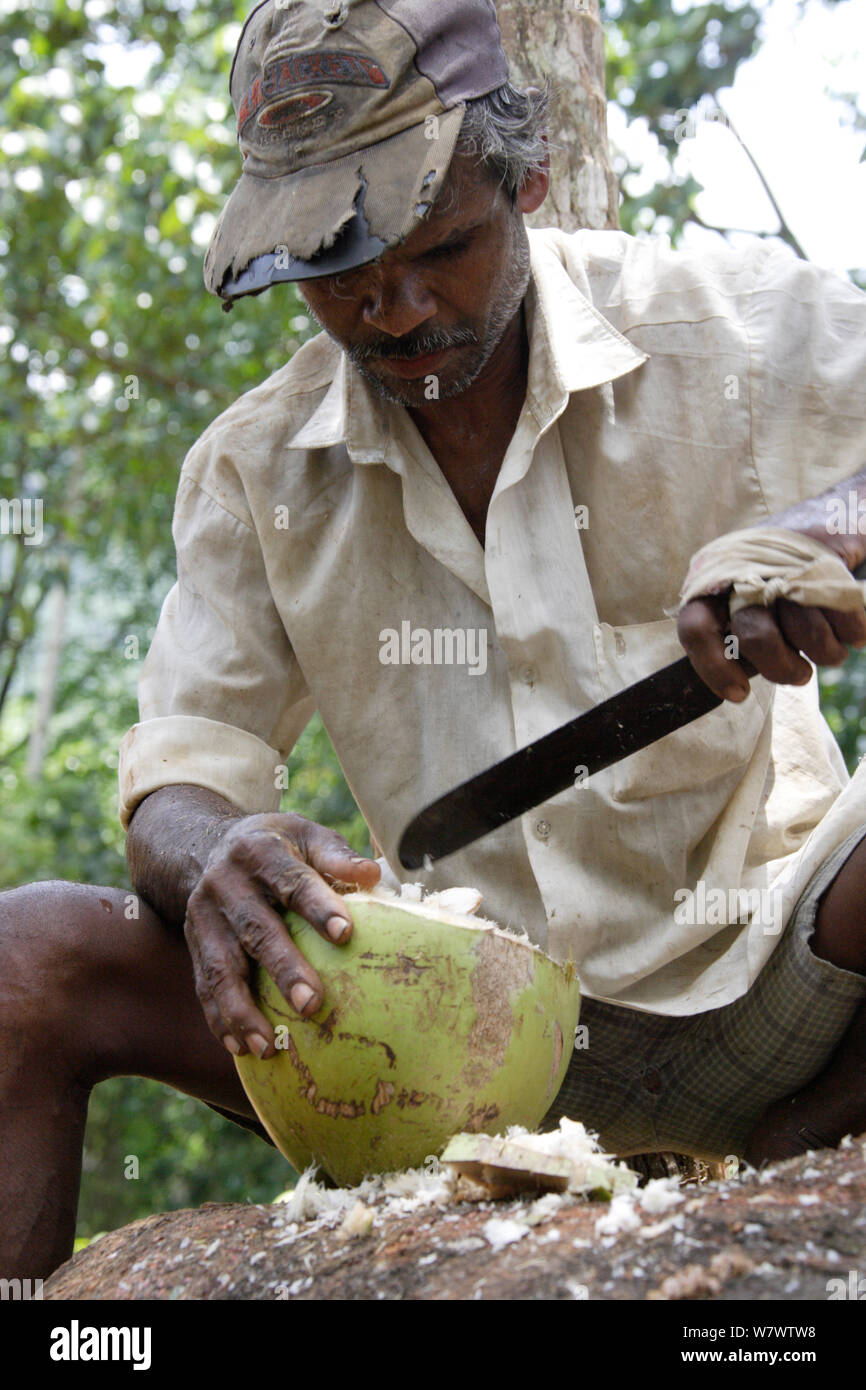 Man opening coconut (Cocos nucifera) at coconut plantation, Sri Lanka. Stock Photo