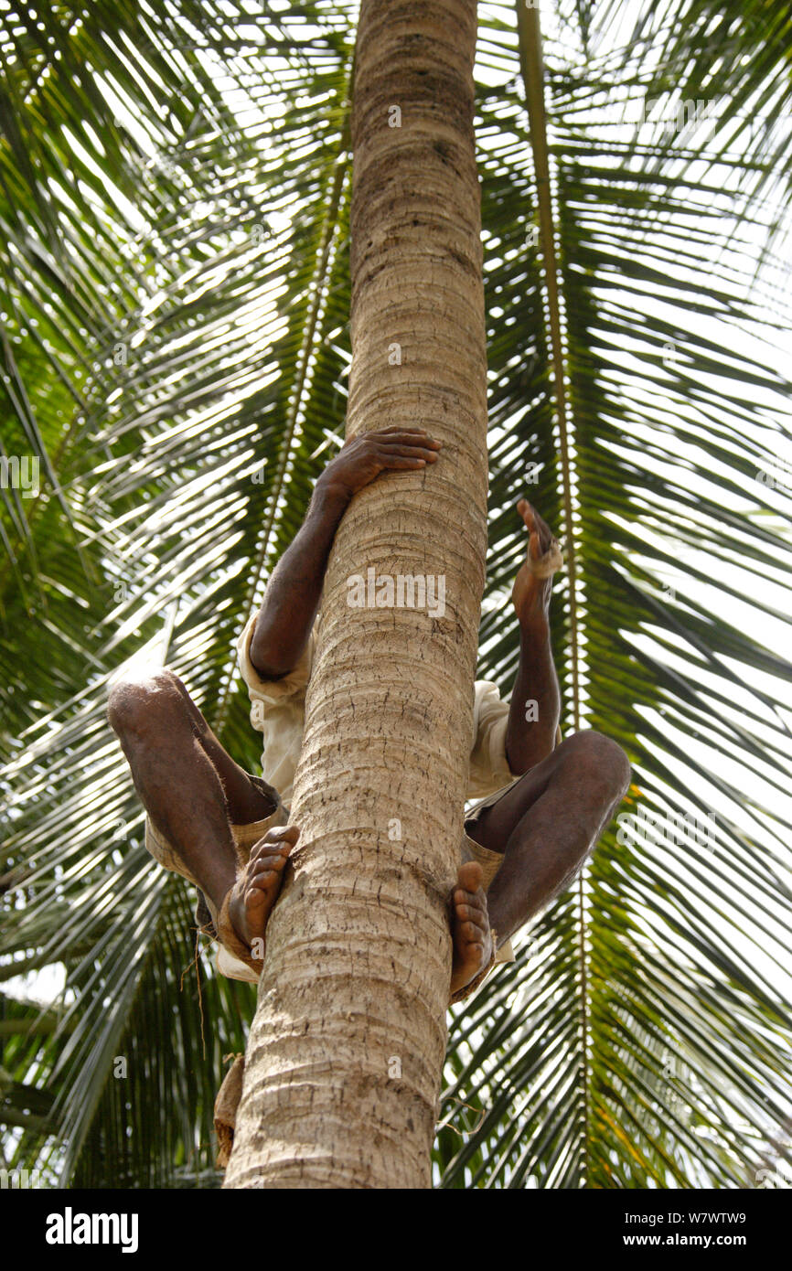 Man climbing tree to harvest Coconuts (Cocos nucifera), Sri Lanka, March 2005. Stock Photo