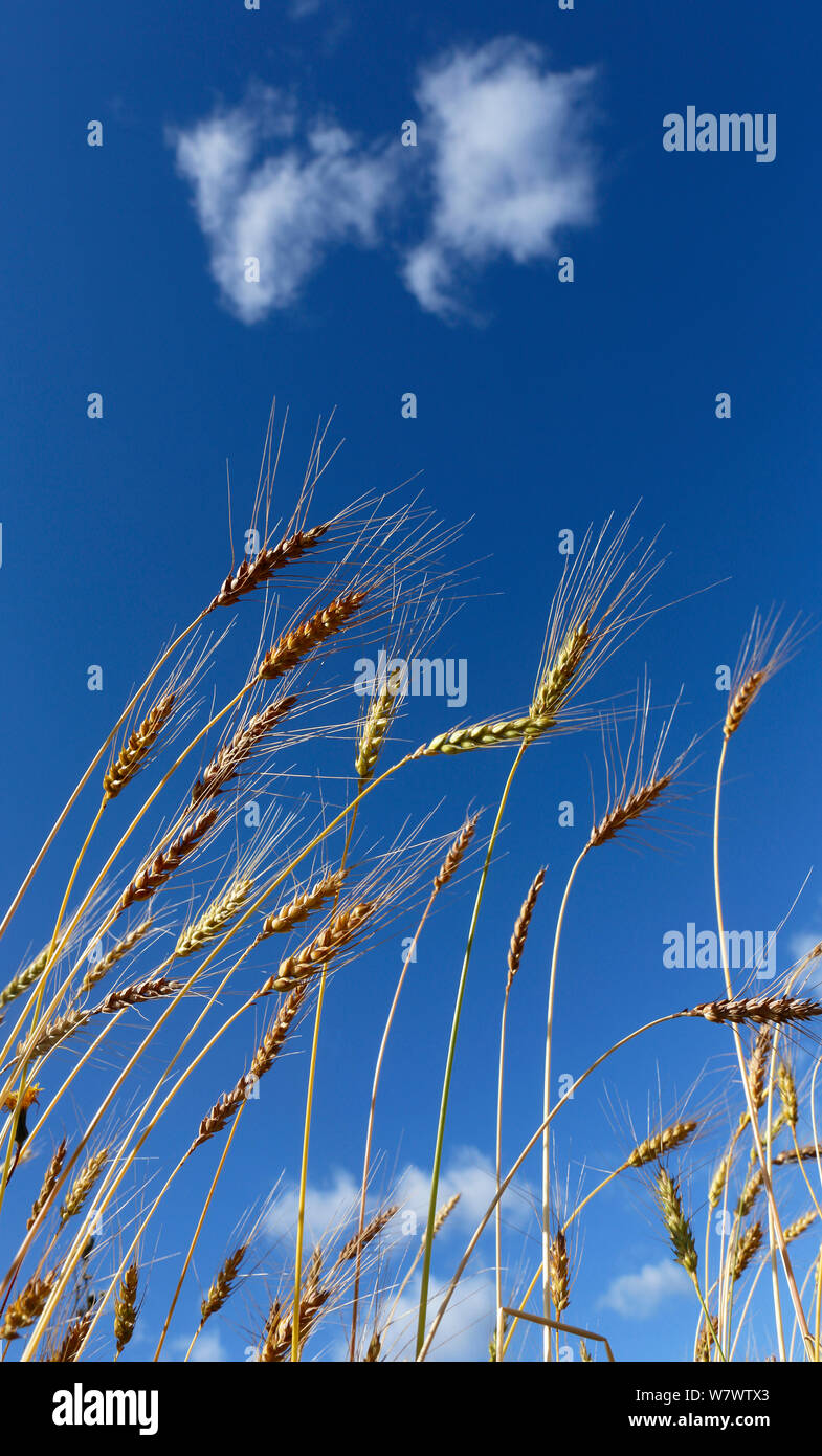 Low angle view of Dala landvete, a traditional Swedish variety of Wheat (Triticum) September. Stock Photo