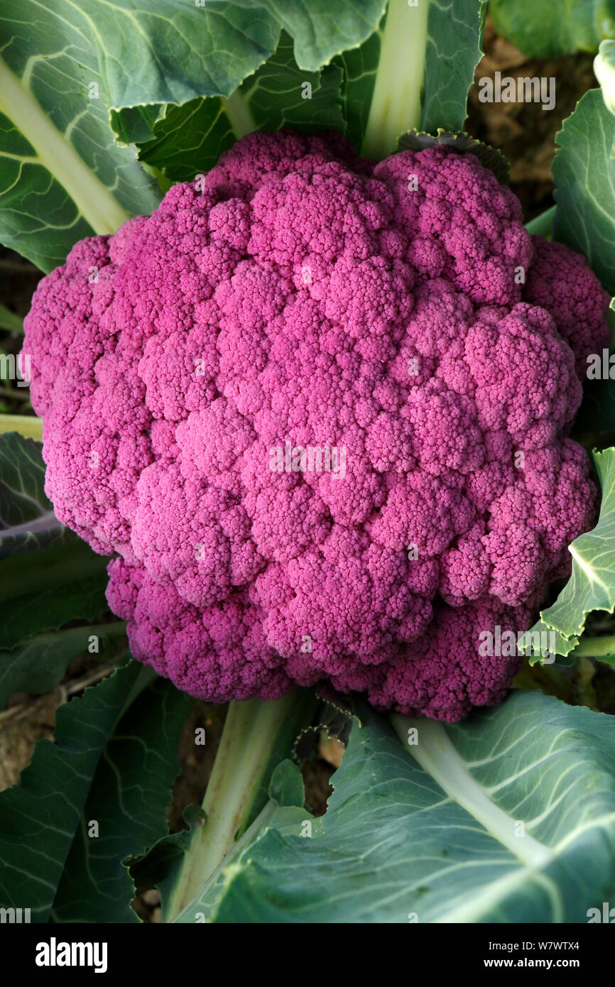 Cauliflower (Brassica oleracea) purple form. Stock Photo