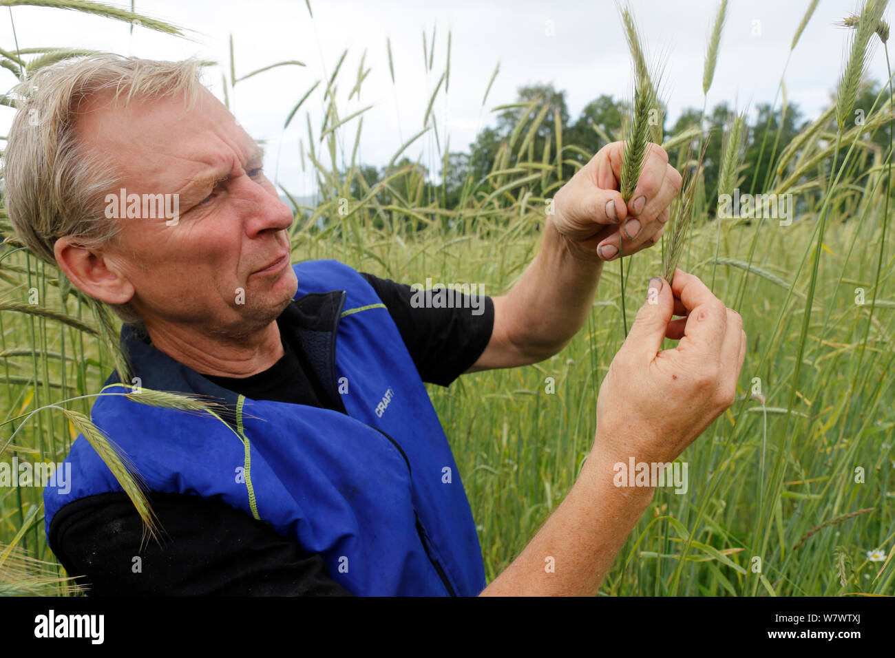 Farmer Johan Sward e Svedjerug, old Scandianavian variety of Rye (Secale cereale) specialized for slash and burn agriculture in coniferous forests, Oppland, Norway, July. Stock Photo
