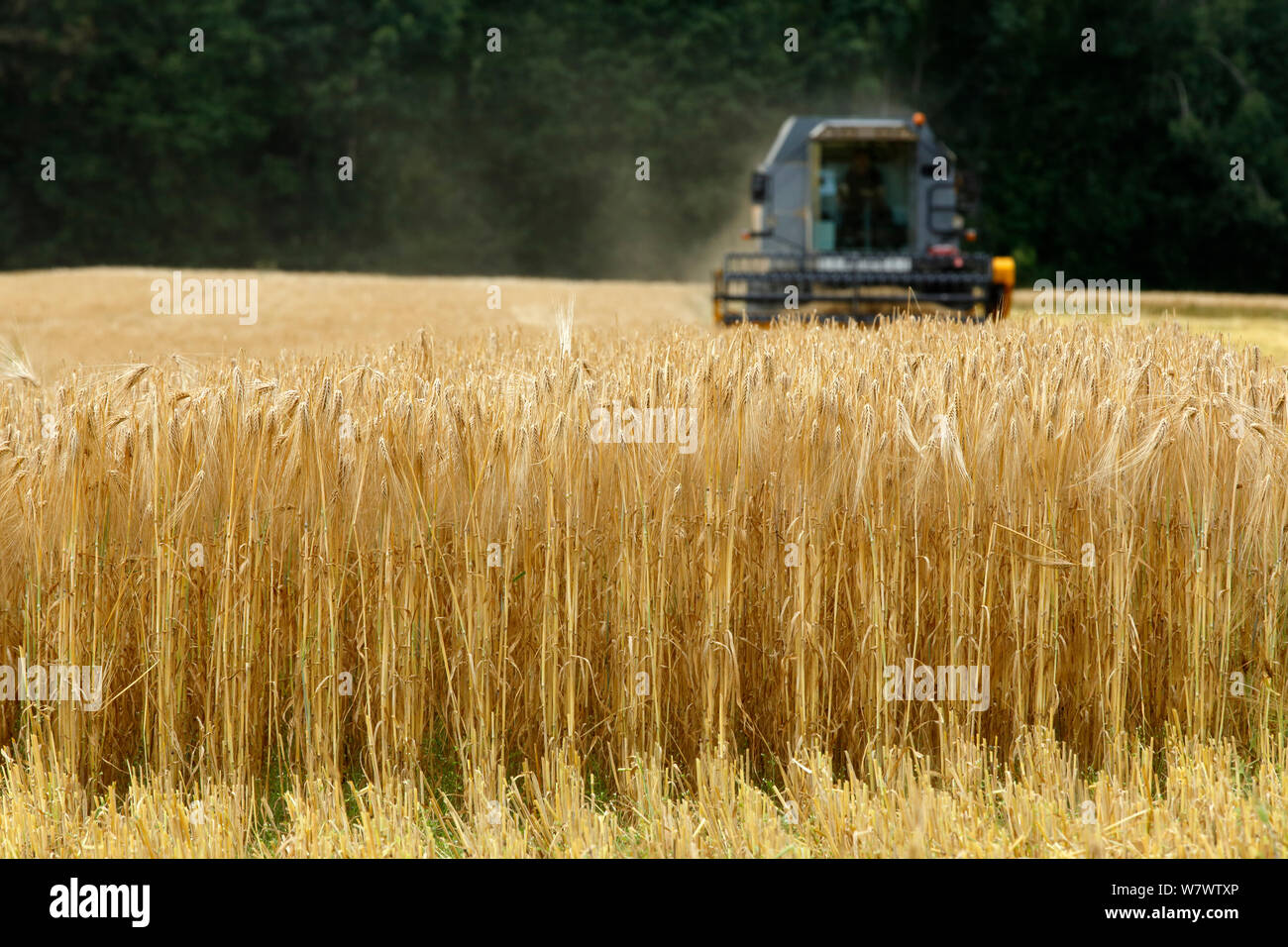 Harvest of Barley (Hordeum vulgare) Telemark county, Norway, August 2012. Stock Photo