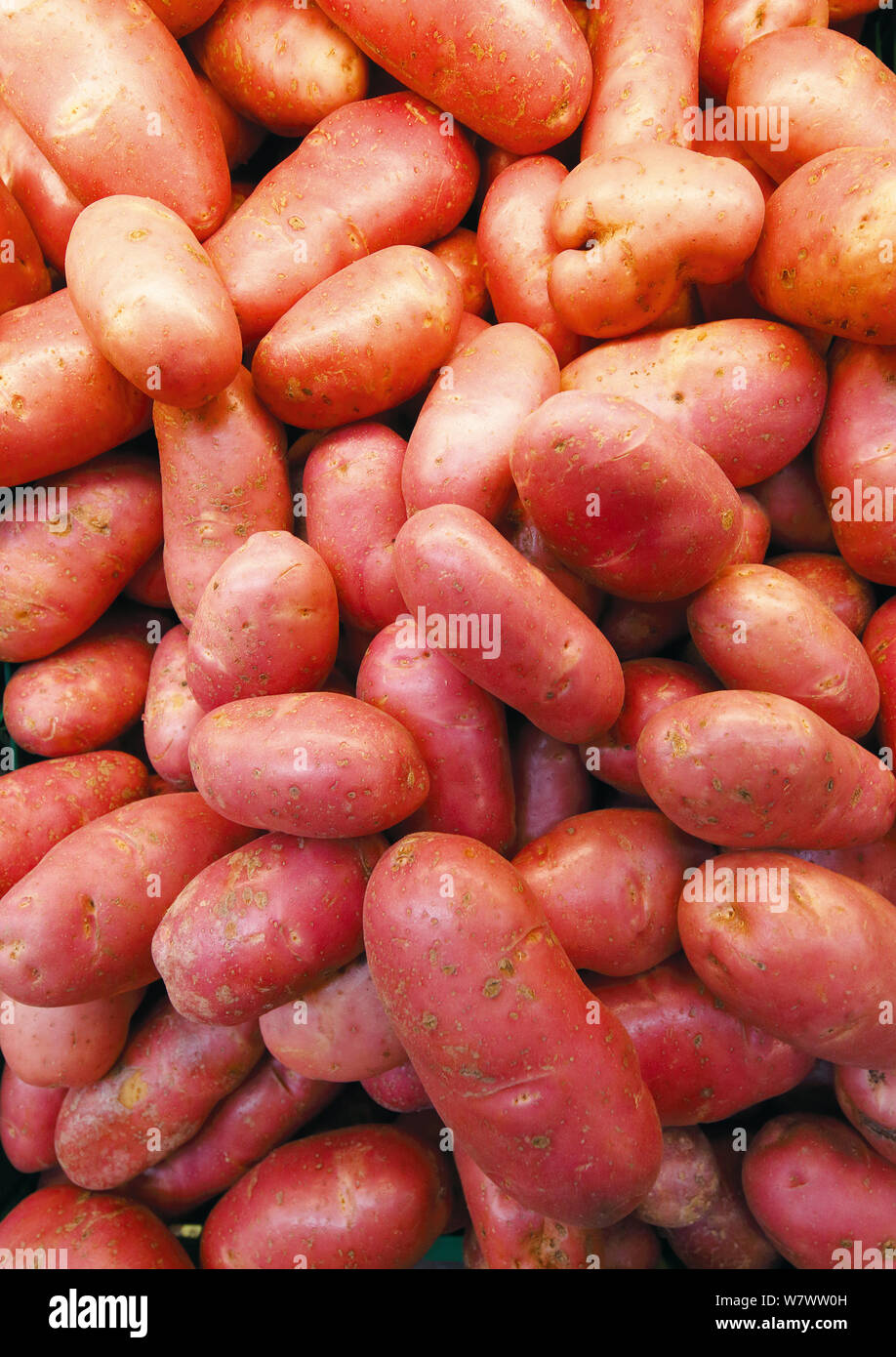 Potatoes (Solanum tuberosum) &#39;Kerrs Pink&#39; Stock Photo