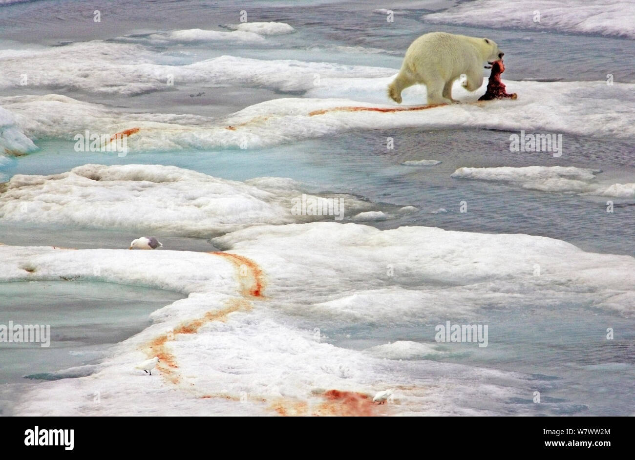 Polar bear (Ursus maritimus) with seal prey, with Glaucous gull (Larus hyperboreus) and Ivory gull (Pagophila eburnea), Franz Josef Land, arctic Russia. Stock Photo