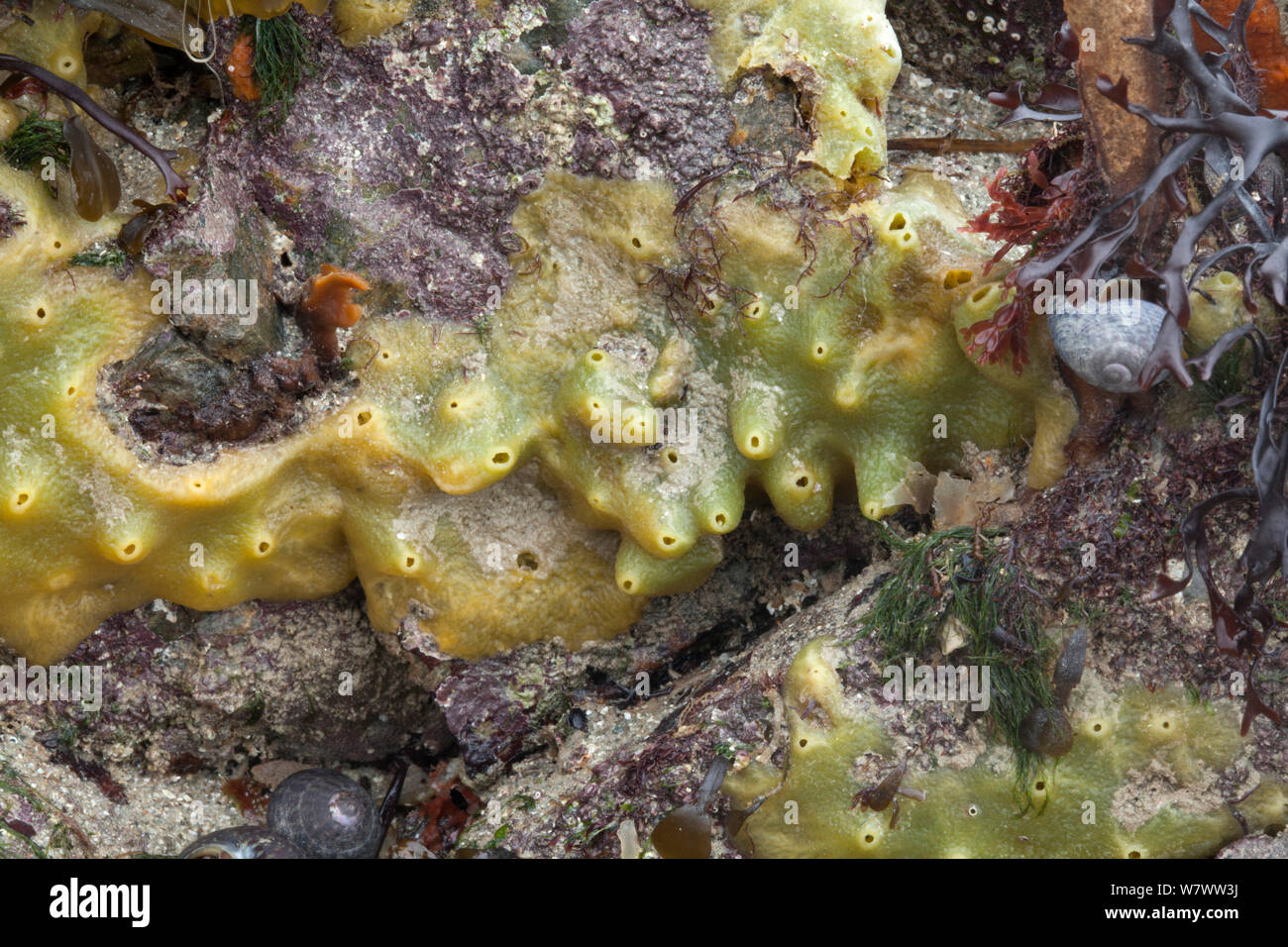 Breadcrumb Sponge (Halichondria panicea) on the seashore, Guernsey, British Channel Islands. Stock Photo