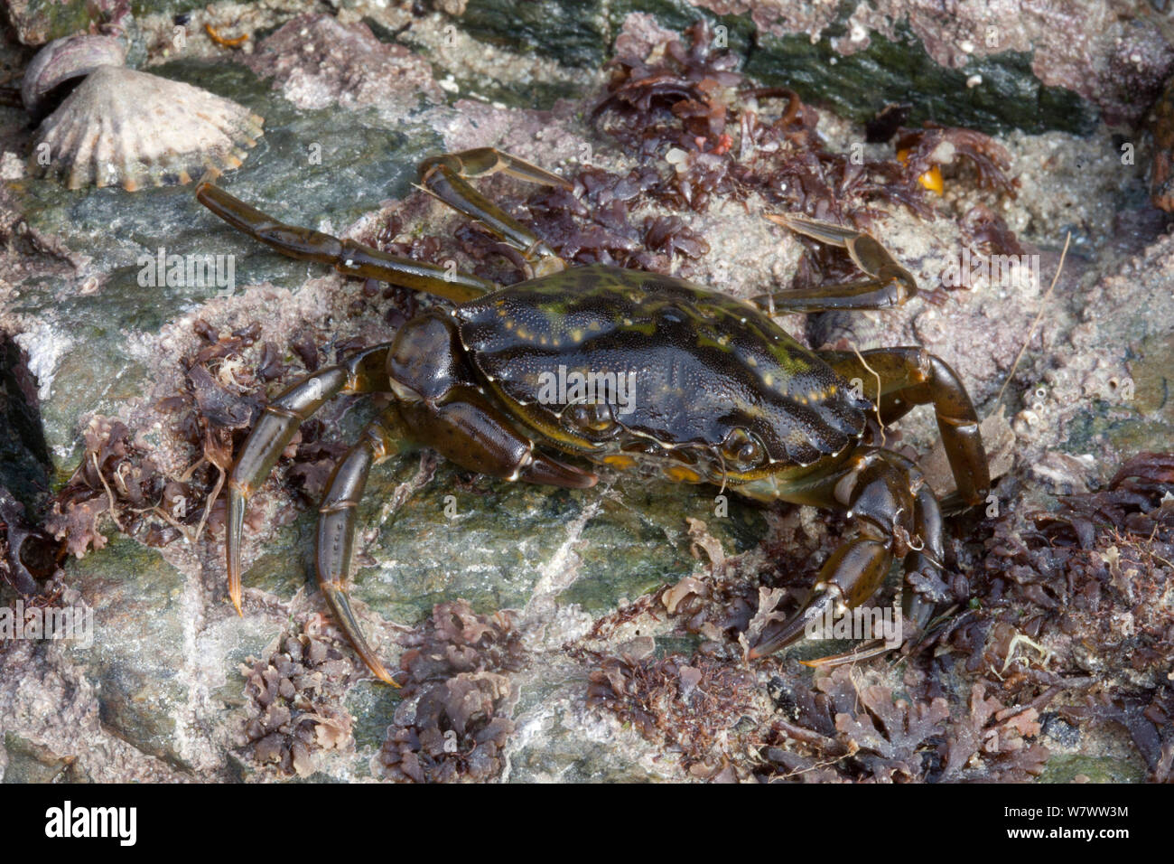 Shore Crab (Carcinus maenas) on sea shore, Guernsey, British Channel Islands. Stock Photo