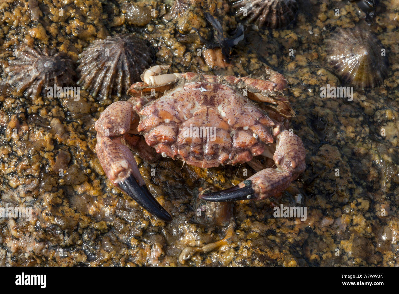 Risso&#39;s crab (Xantho pilipes) on sea shore, Guernsey, British Channel Islands. Stock Photo