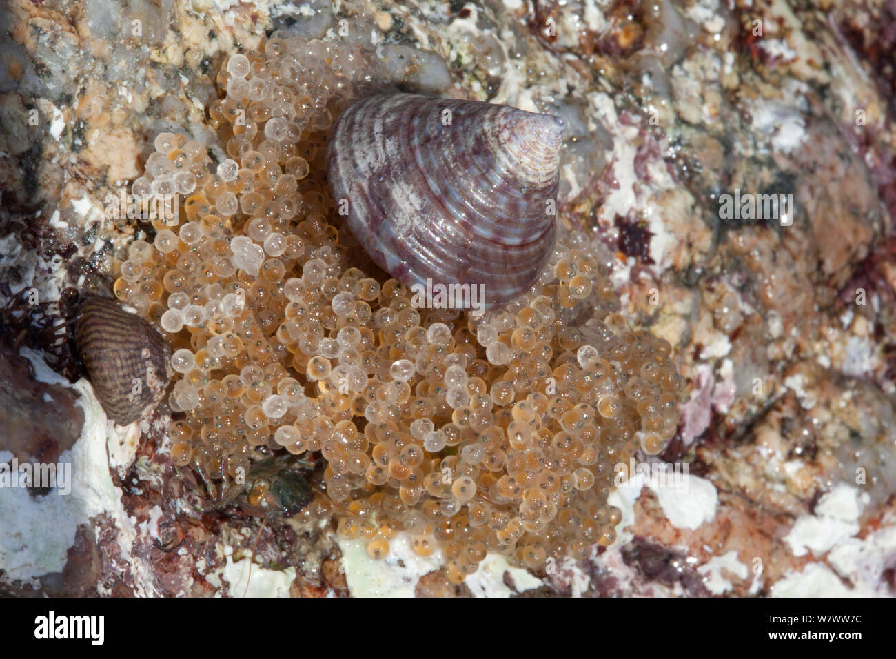 Eggs of Long-spined sea scorpion (Taurulus bubalis) on sea shore, possibly being predated by Painted Topshell, Guernsey, British Channel Islands Stock Photo