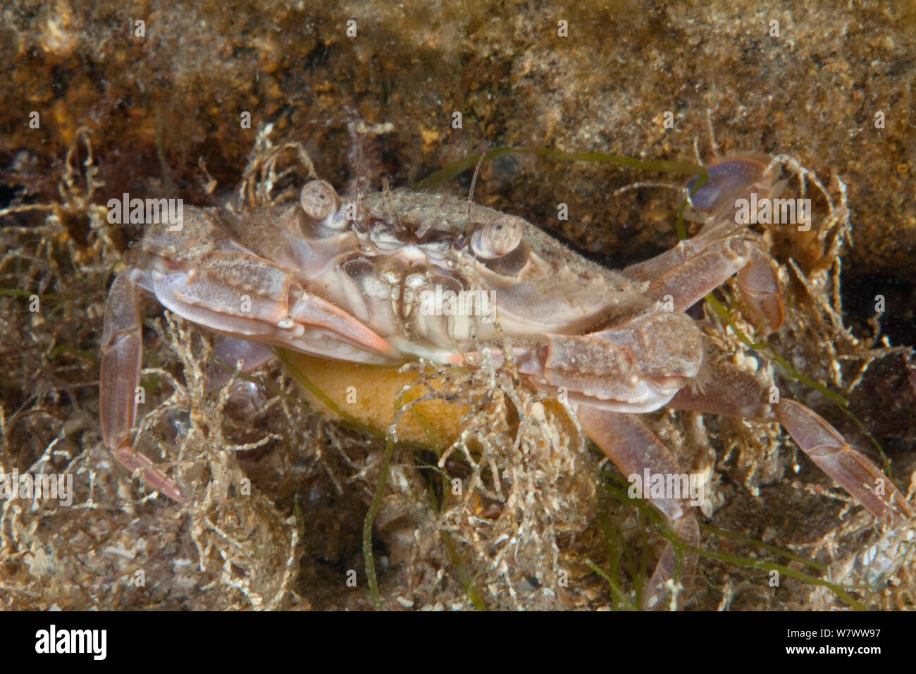 Female Harbour Crab with eggs (Liocarcinus depurator) Bouley Bay