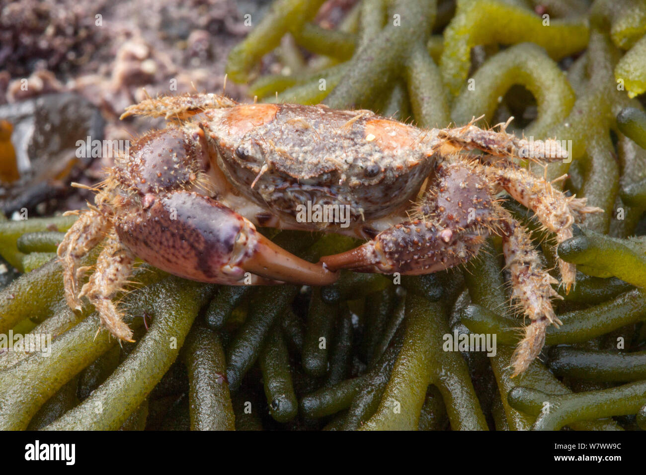 Hairy Crab (Pilumnus hirtellus) on seaweed on the beach, Sark, British Channel Islands. Stock Photo