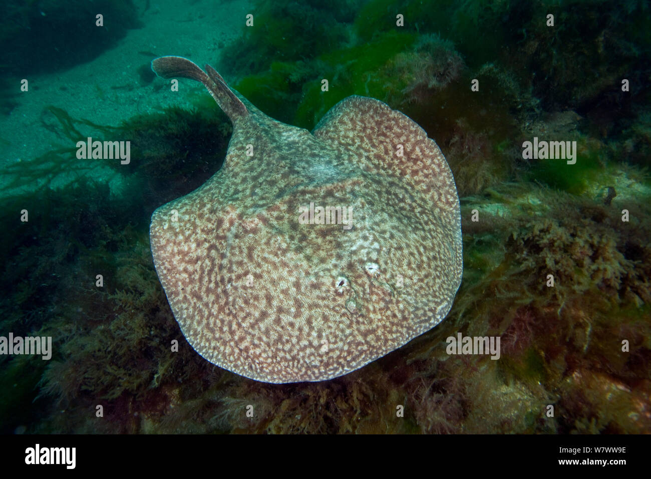 Torpedo marmorata hi-res stock photography and images - Alamy