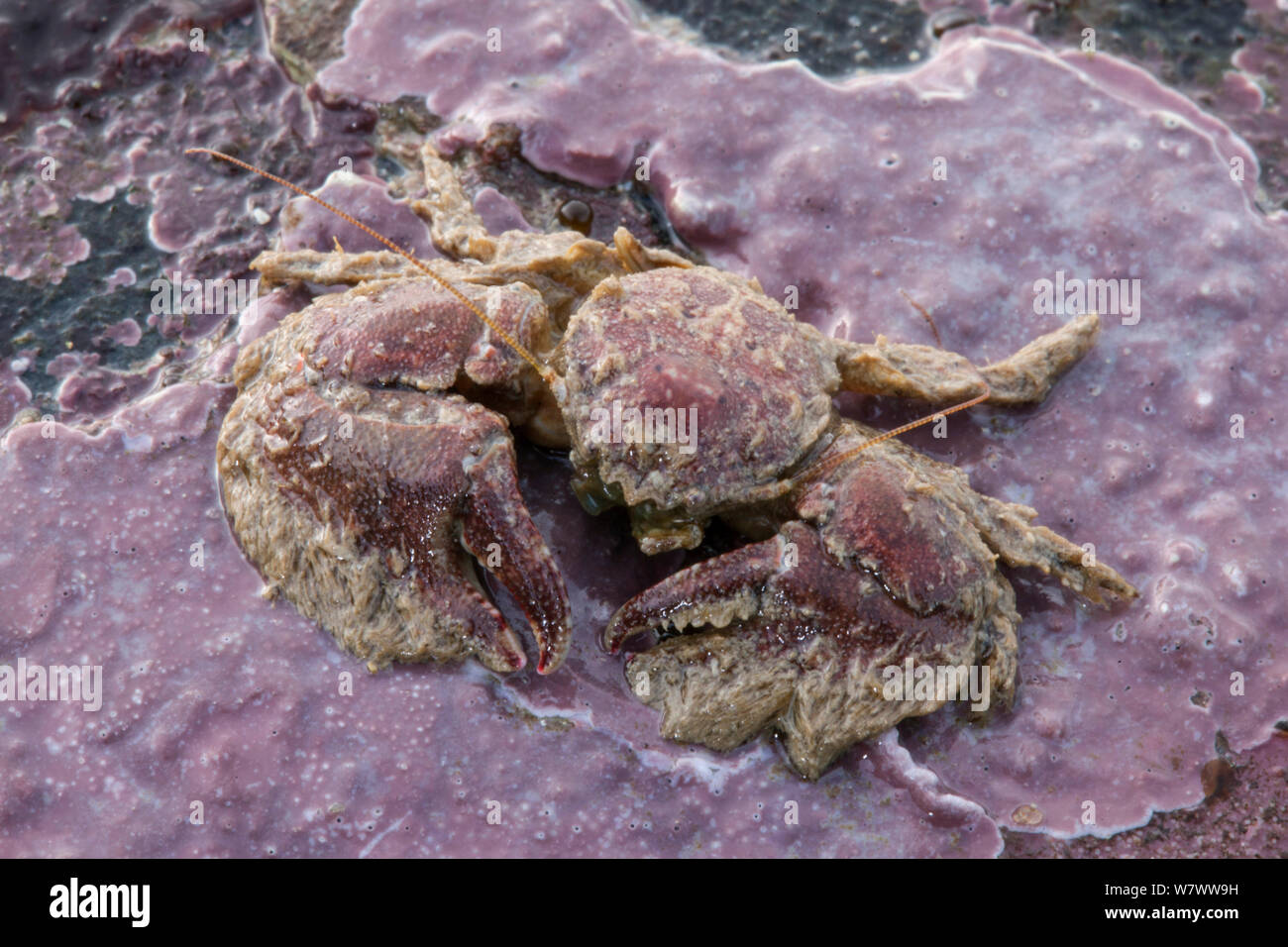 Broad-clawed Porcelain Crab (Porcellana platycheles) on sea shore, Sark, British Channel Islands. Stock Photo