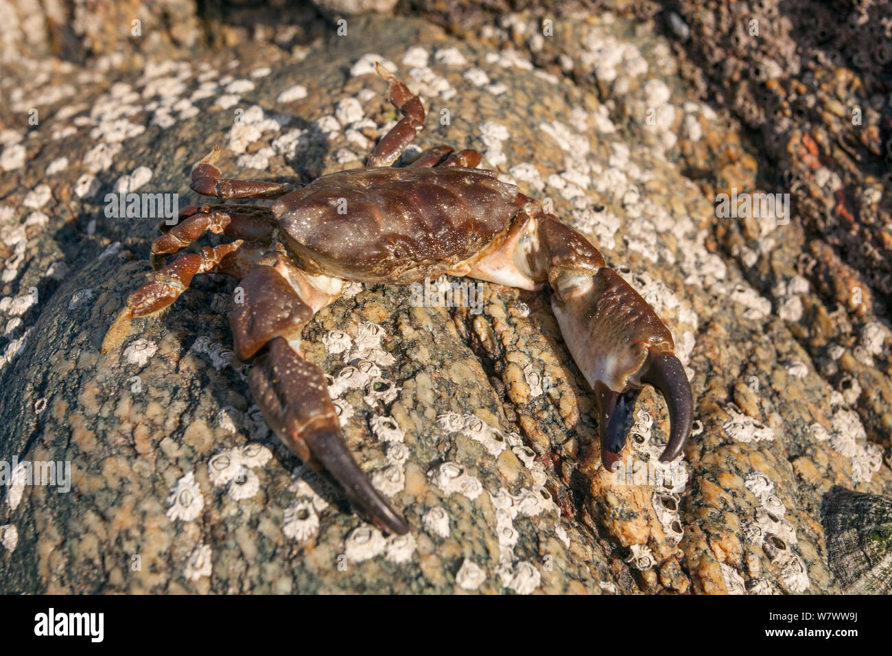 Montagu&#39;s or Furrowed Crab (Xantho hydrophilus) on sea shore, Sark, British Channel Islands. Stock Photo