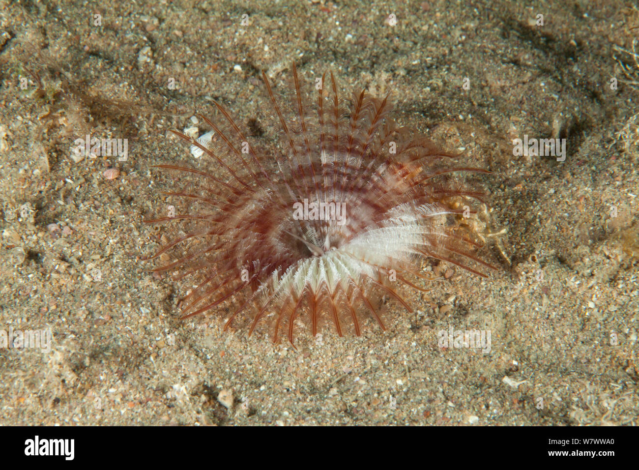 Fan Worm (Megalomma vesiculosum) Bouley Bay, Jersey, British Channel Islands. Stock Photo