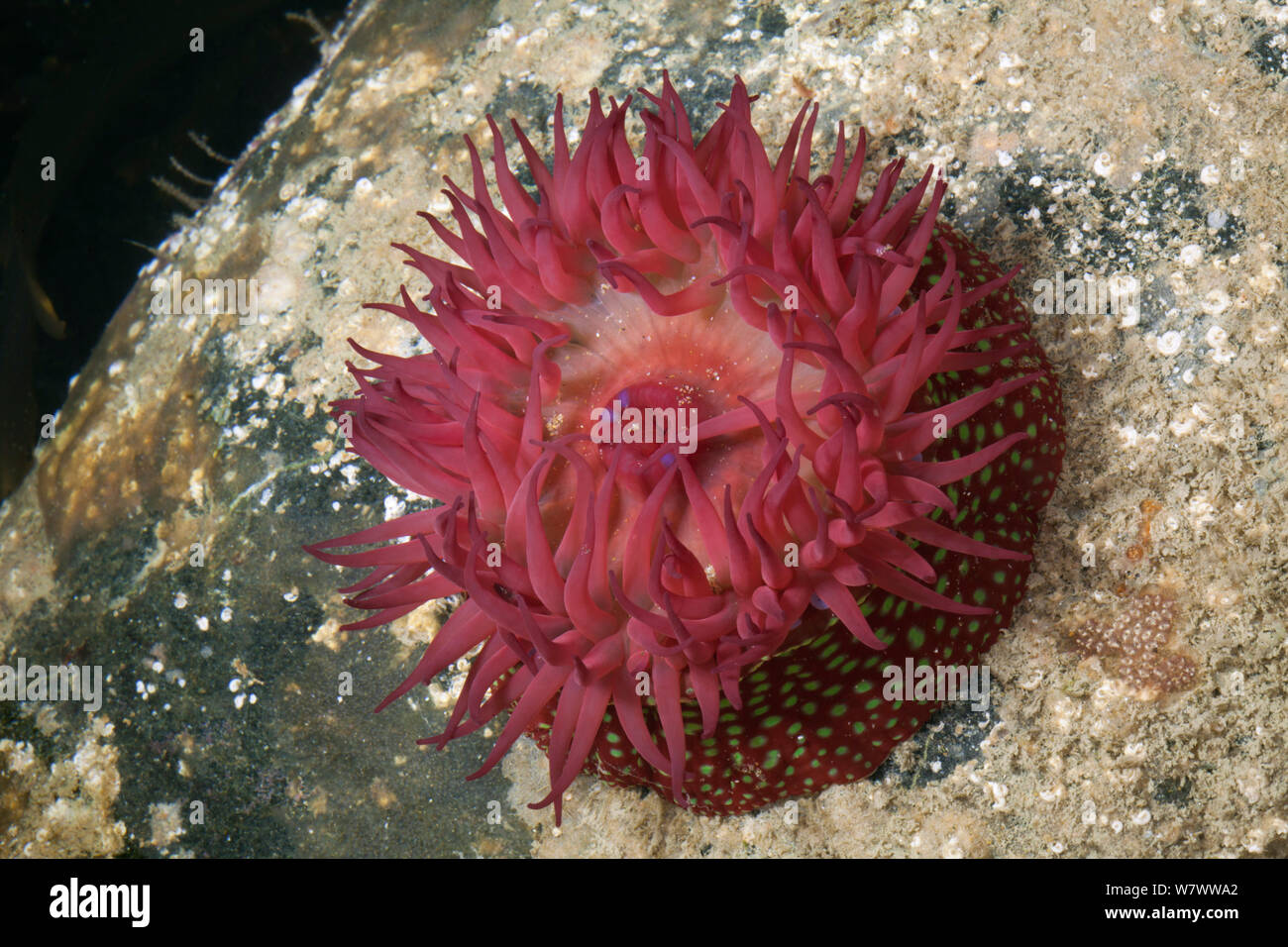 Strawberry anemone (Actinia fragacea) Derrible Bay, Sark, British Channel Islands. Stock Photo