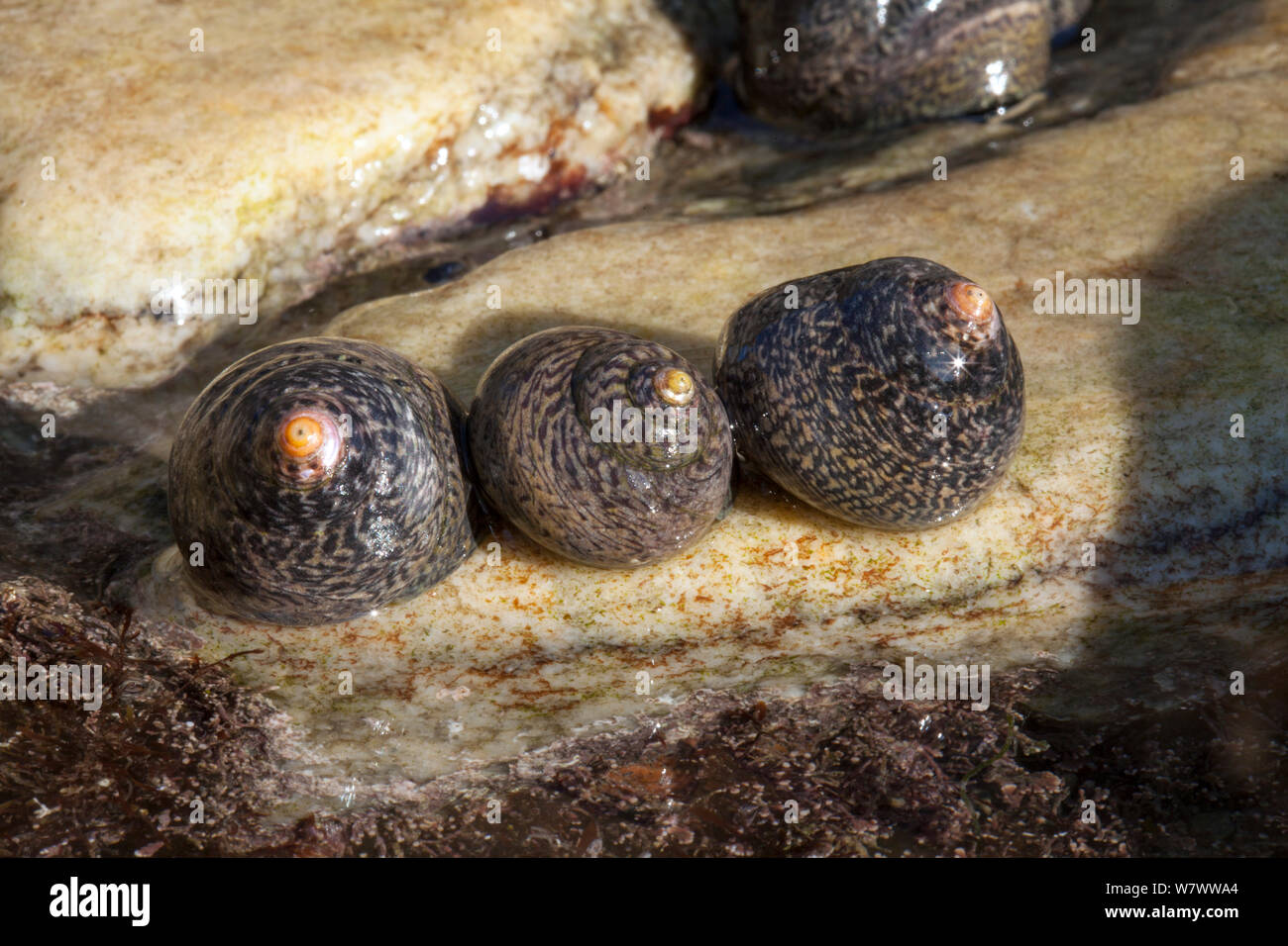 Thick top shells (Osilinus lineatus) on sea shore, Sark, British Channel Islands. Stock Photo