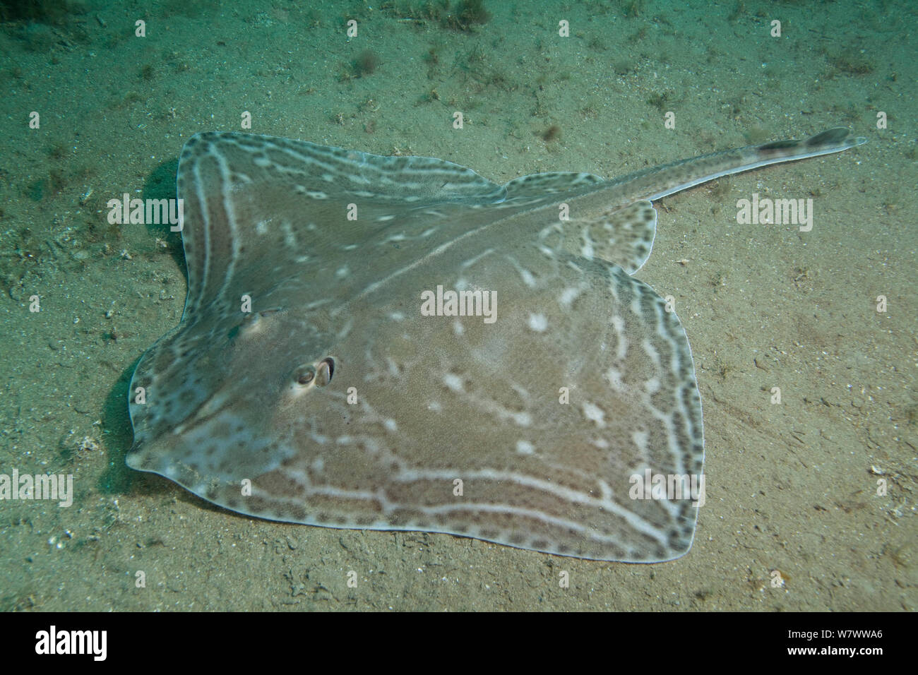 Small-eyed Ray (Raja microocellata) on sea floor, Bouley Bay, Jersey, British Channel Islands. Stock Photo