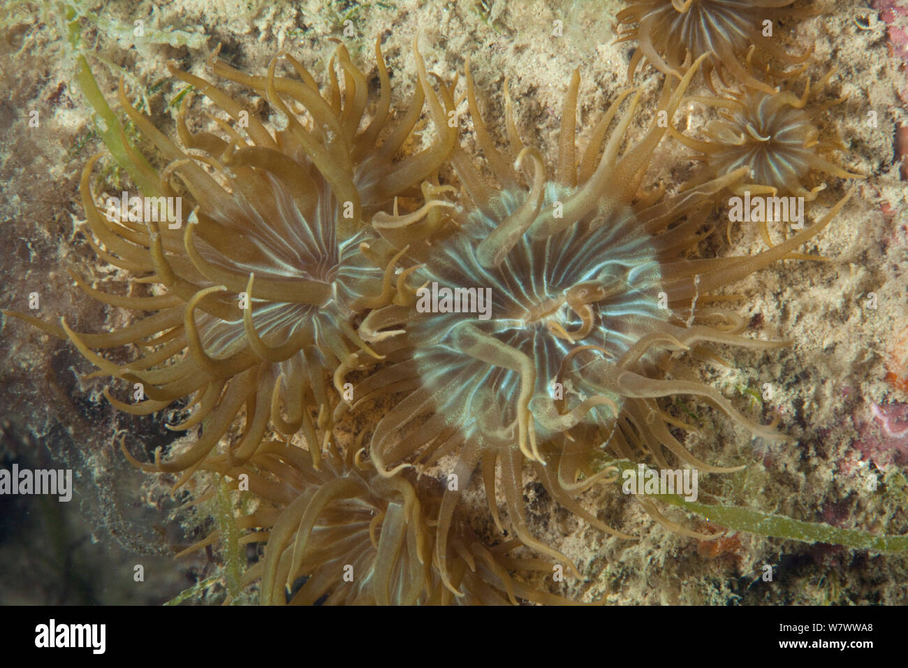 Trumpet anemone (Aiptasia mutabilis) Jersey, British Channel Islands. Stock Photo