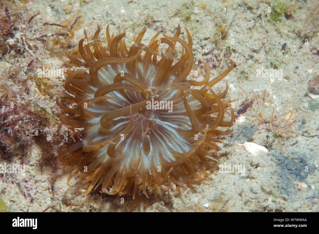 Trumpet anemone (Aiptasia mutabilis) Jersey, British Channel Islands. Stock Photo
