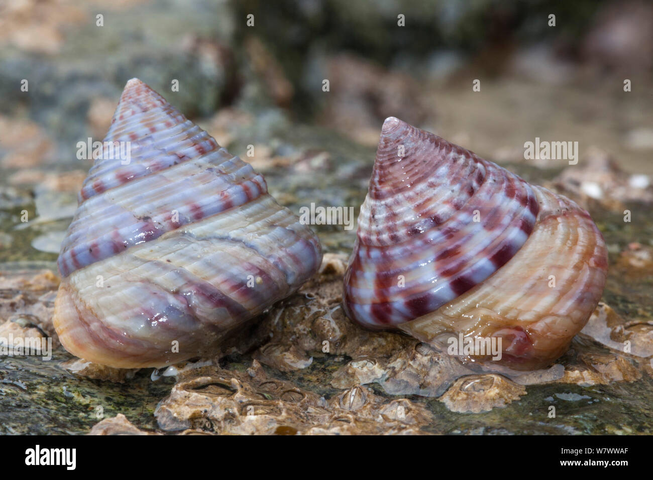 Painted top shell (Calliostoma zizyphinum) on seashore, Sark, British Channel Islands. Stock Photo