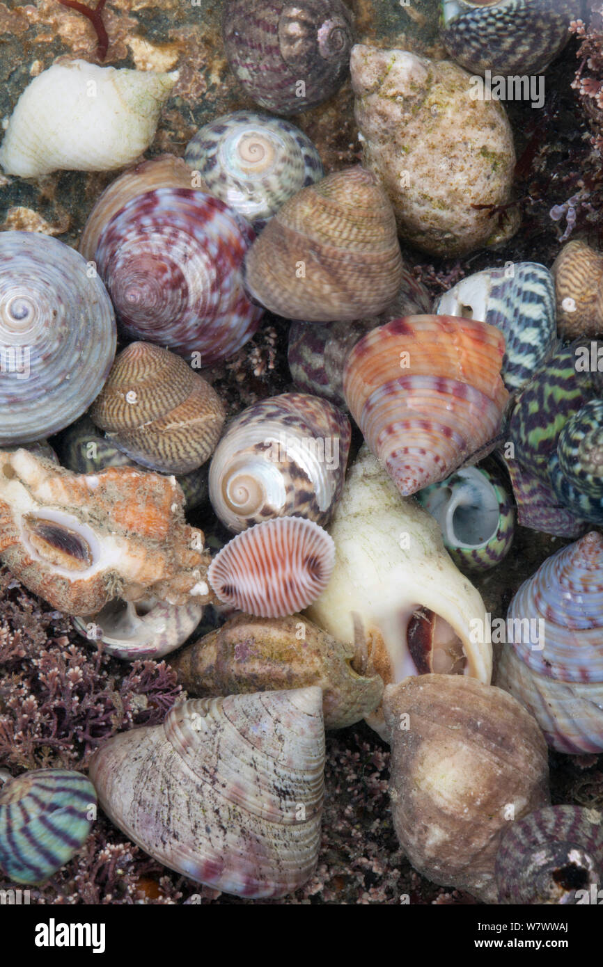 Mixed seashells on beach in Sark, British Channel Islands. Stock Photo
