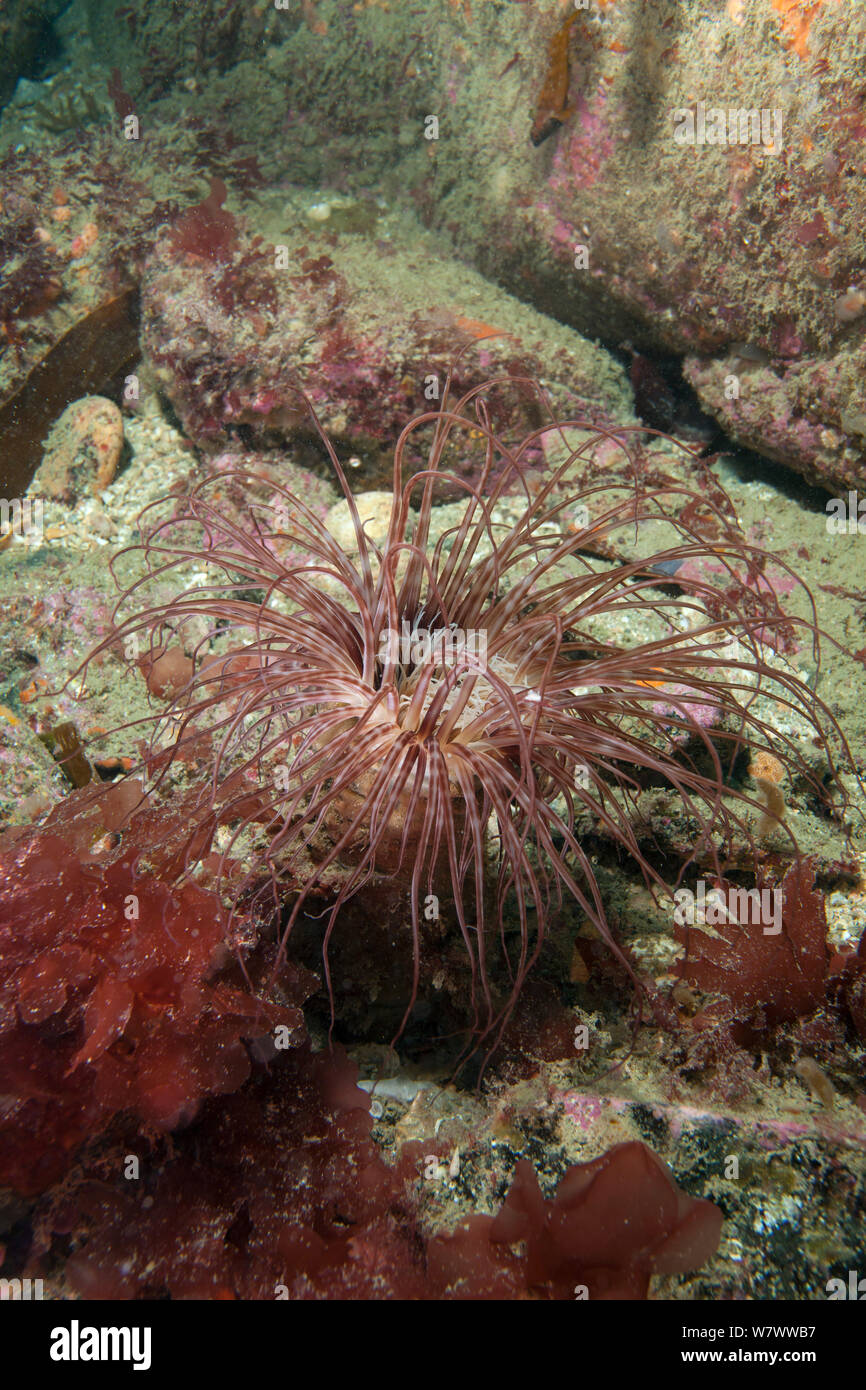 Tube Anemone (Pachycerianthus indet) Guillaumesse, Sark, British Channel Islands. Stock Photo