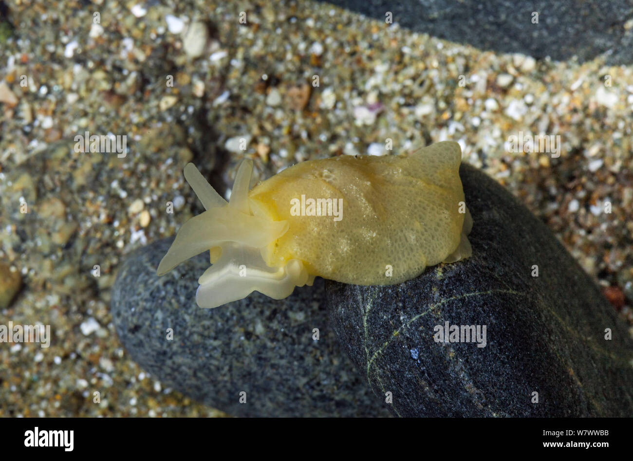 Yellow-plumed sea slug (Berthella plumula) Sark, British Channel Islands. Stock Photo