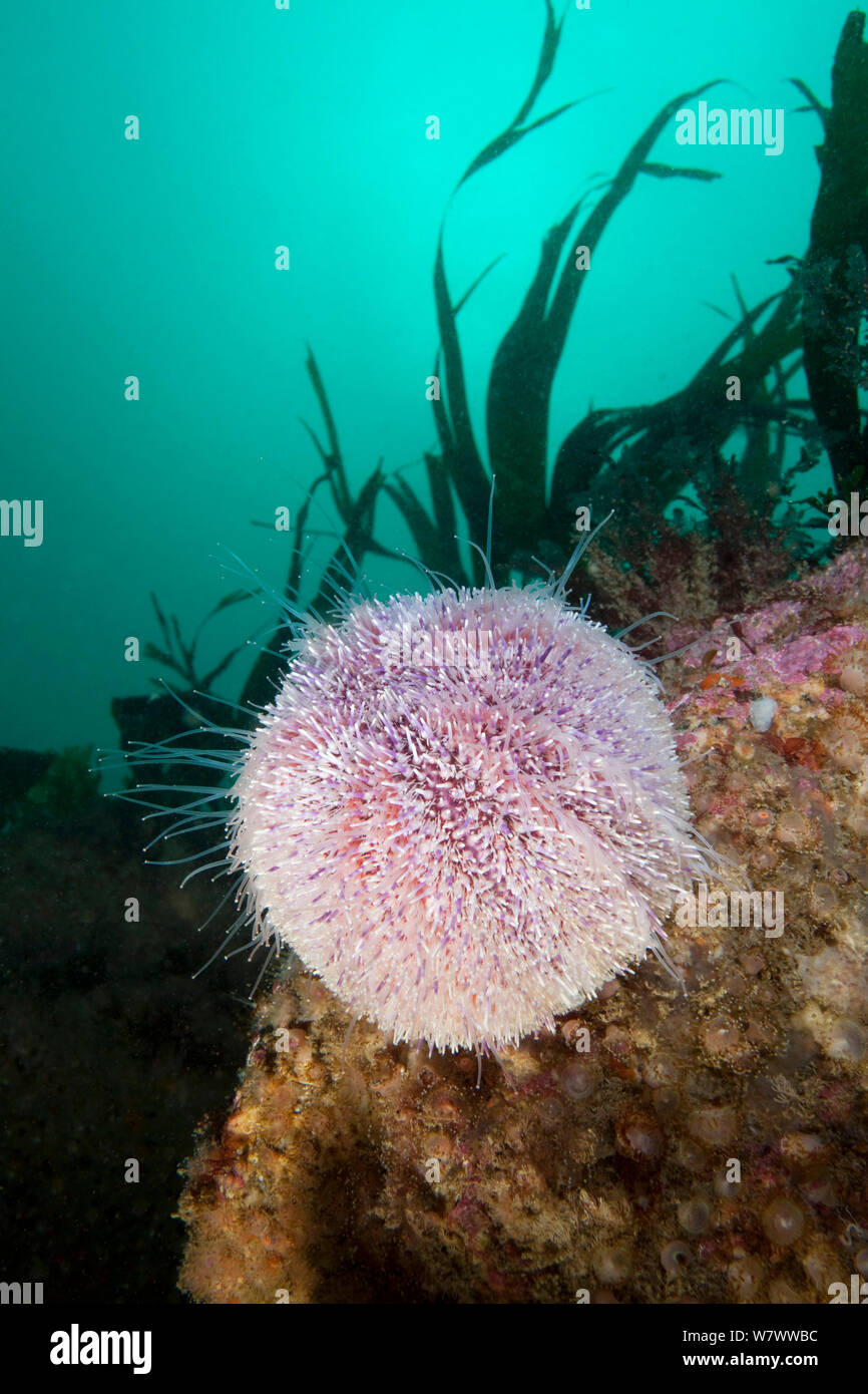 Common Sea Urchin (Echinus esculentus) The Isles of Scilly. Stock Photo