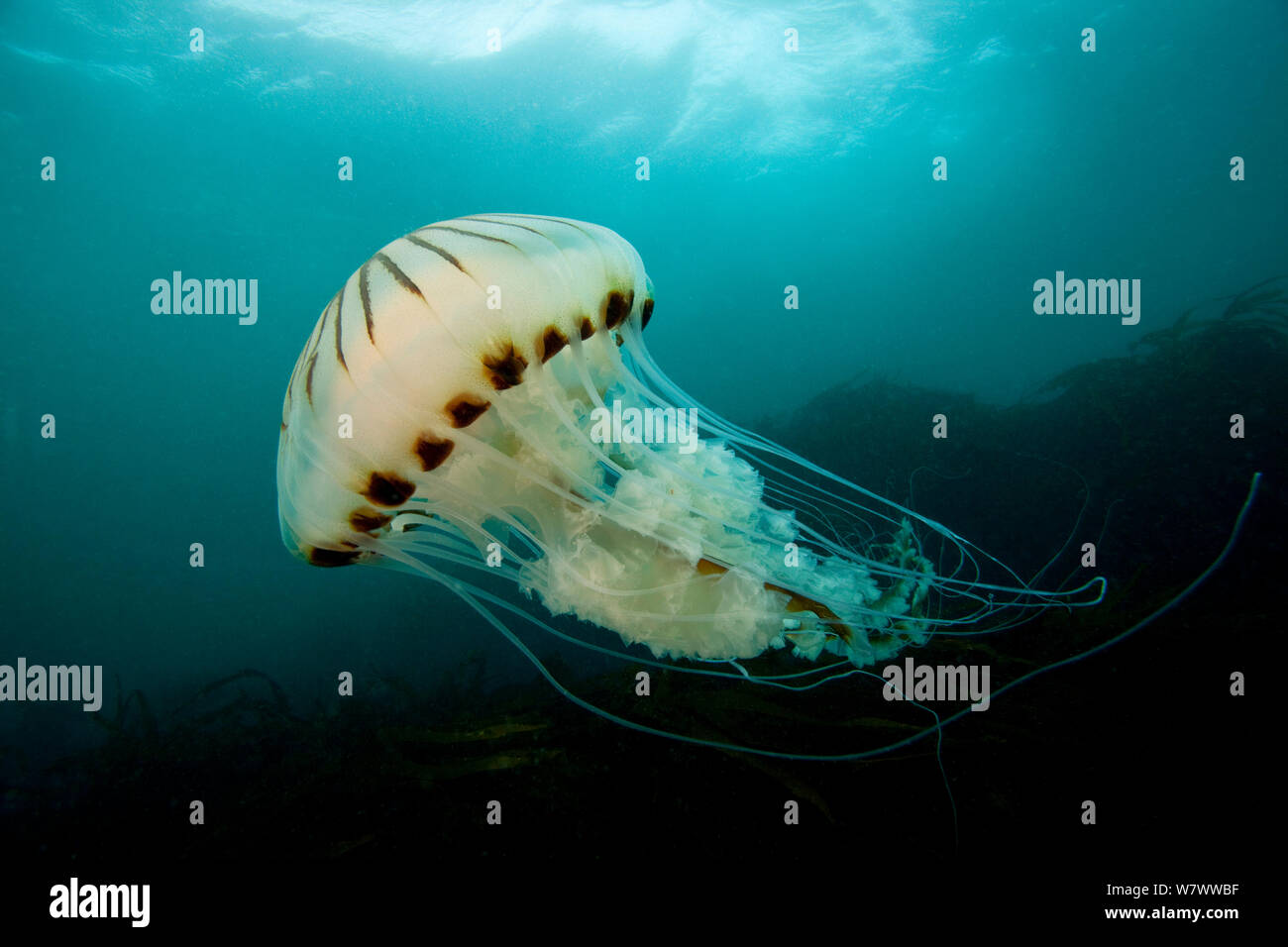 Compass jellyfish (Chrysaora hysoscella) The Isles of Scilly. Stock Photo