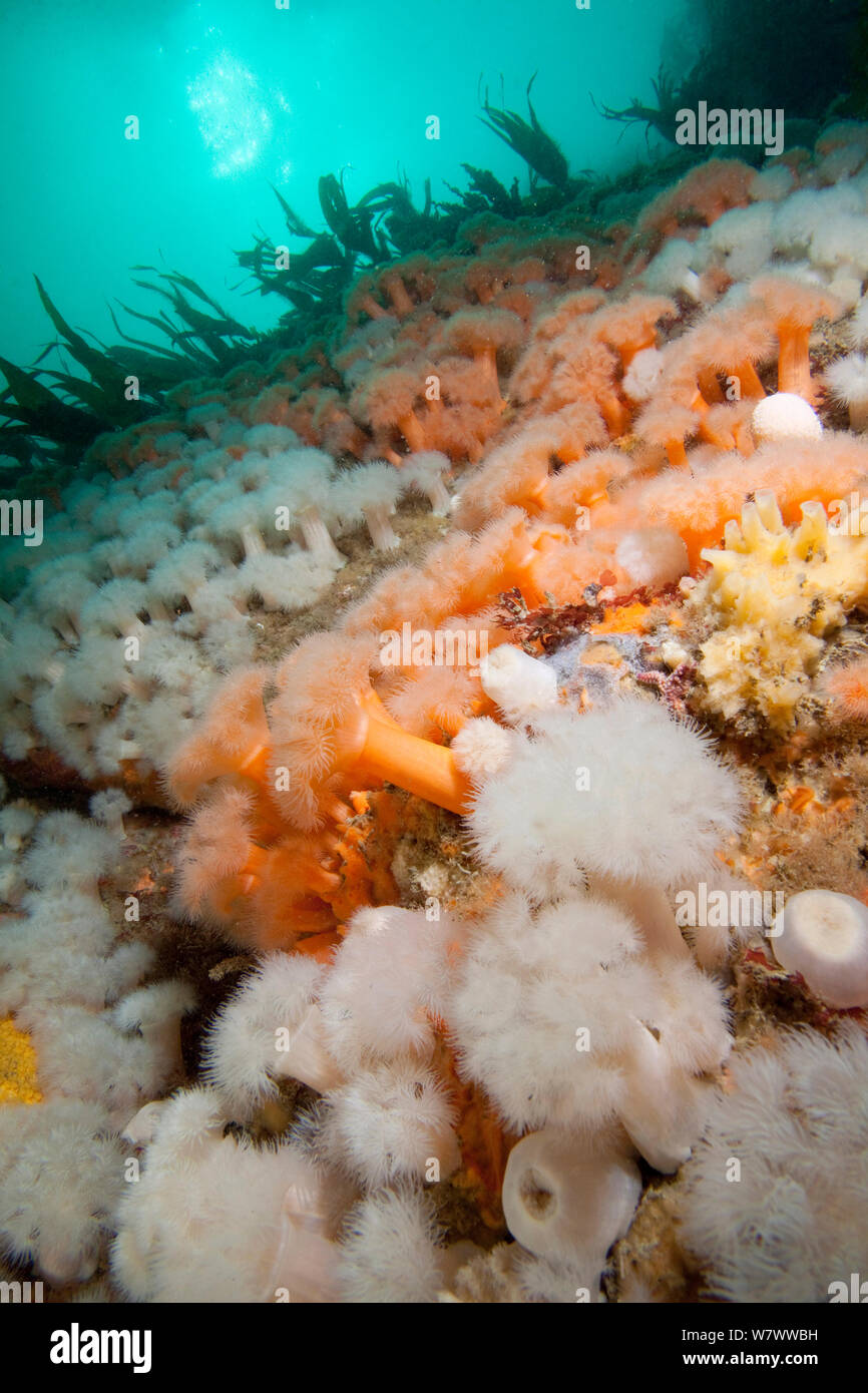 Reef wall covered in Plumose anemone (Metridium senile) The Isles of Scilly. Stock Photo