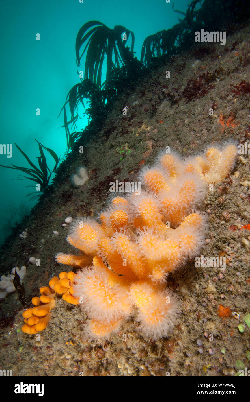 Dead man&#39;s fingers soft coral (Alcyonium digitatum) The Isles of Scilly. Stock Photo