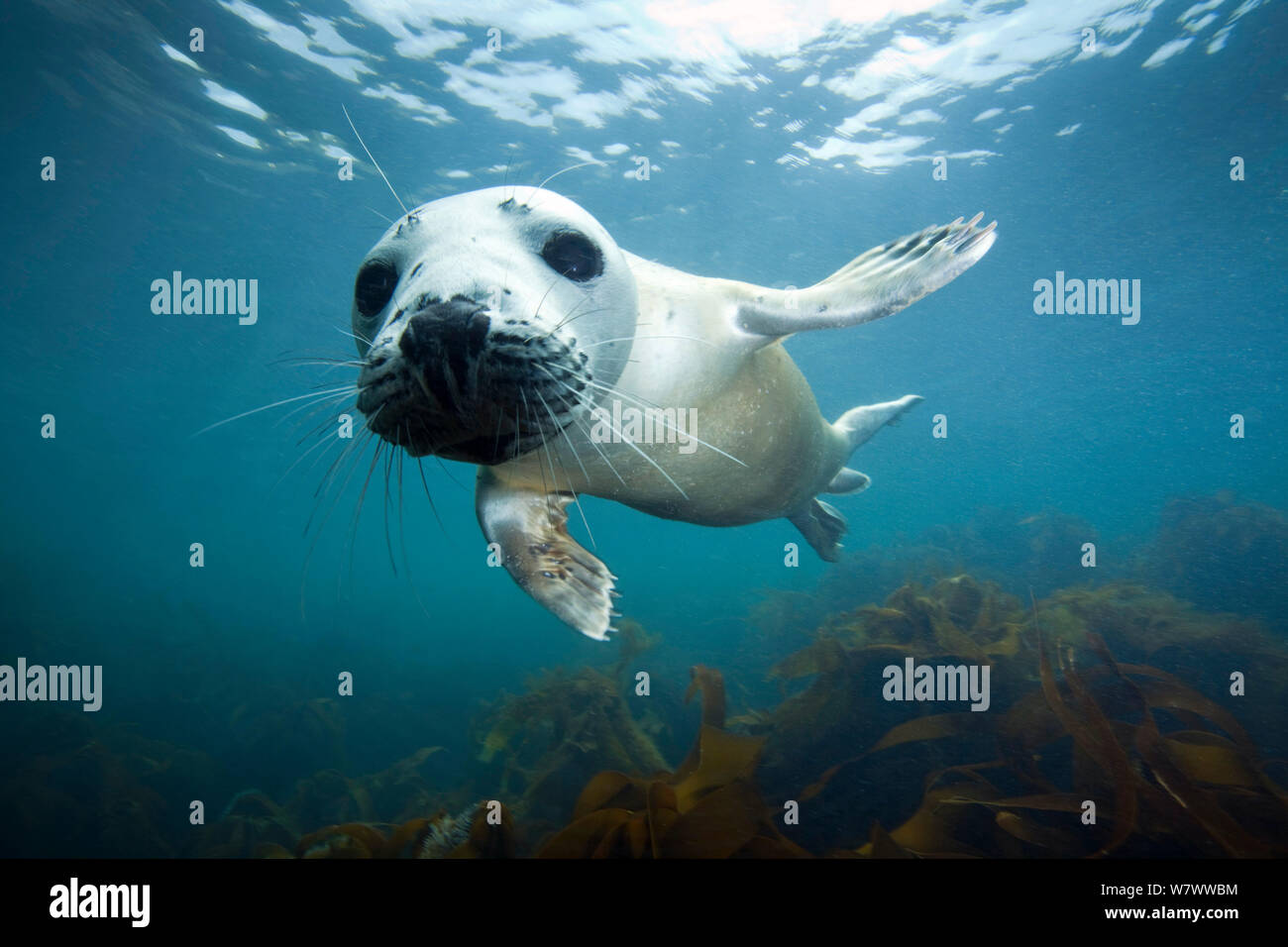 Atlantic Grey Seal (Halichoerus grypus) approaching camera with curiosity, The Isles of Scilly. Stock Photo