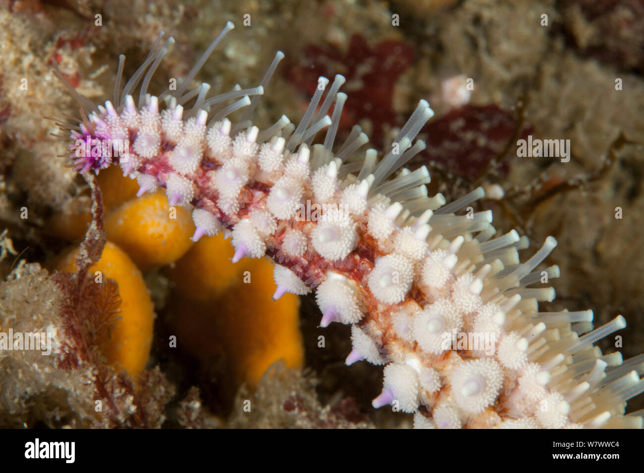 Arm of Spiny Starfish (Marthasterias glacialis) to showing tube feet, Grune Du Nord, Sark, British Channel Islands. Stock Photo