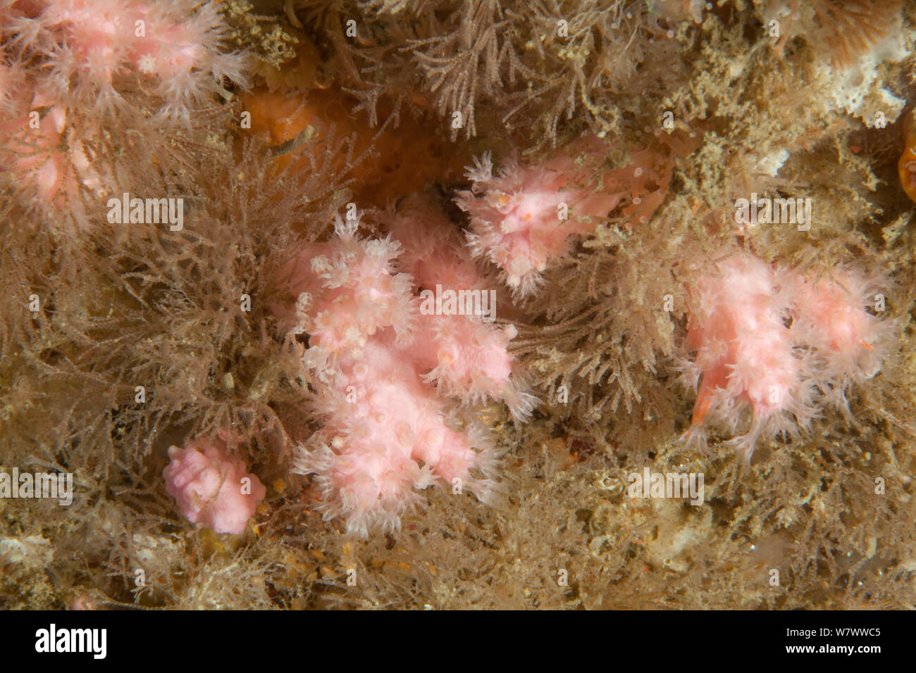 Pink Soft Coral (Alcyonium hibernicum) Guillaumesse, Sark, British Channel Islands. Stock Photo