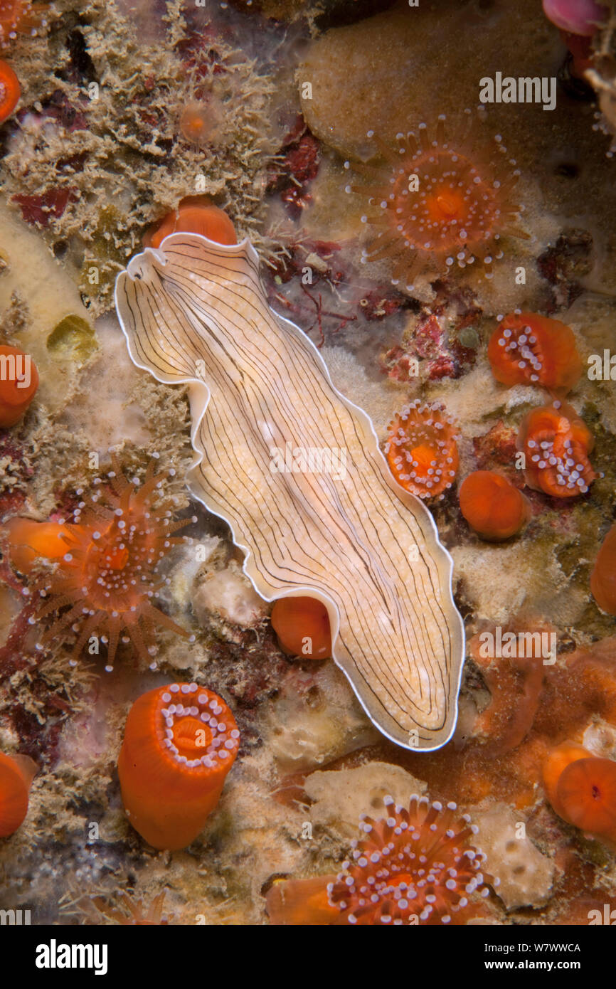 Candy striped flatworm (Prostheceraeus vittatus) Guillaumesse, Sark, British Channel Islands. Stock Photo