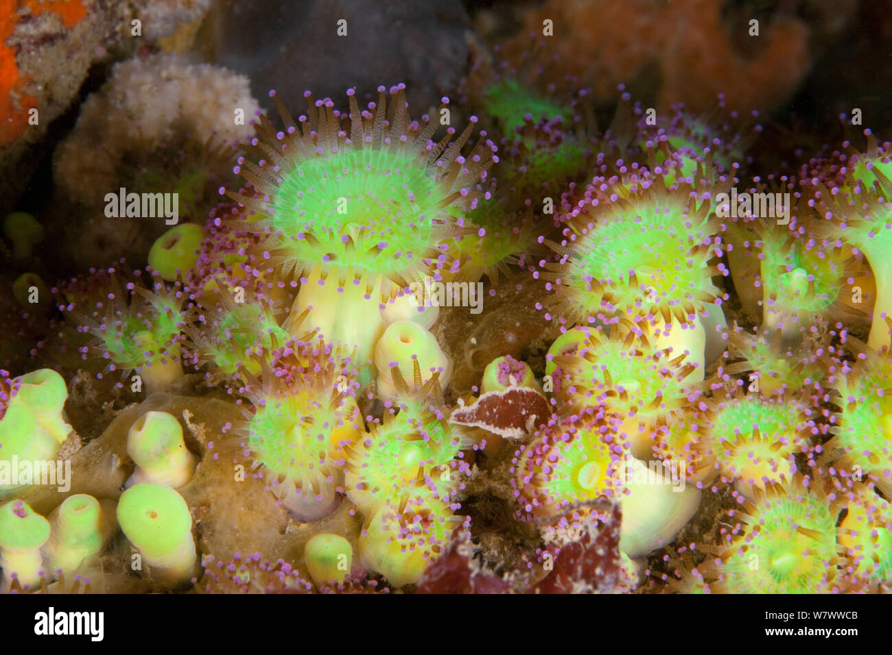 Jewel anemones (Corynactis viridis) Guillaumesse, Sark, British Channel Islands. Stock Photo