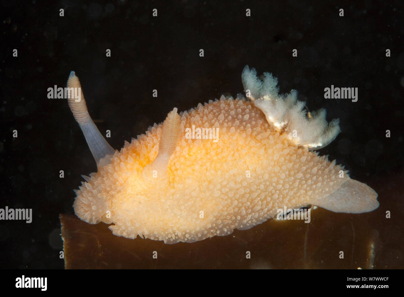 Nudibranch (Acanthodoris pilosa) Pavlaison, Sark, British Channel Islands. Stock Photo